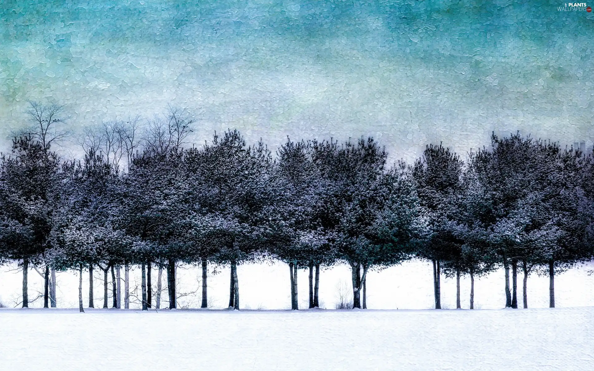 trees, snow, winter, viewes
