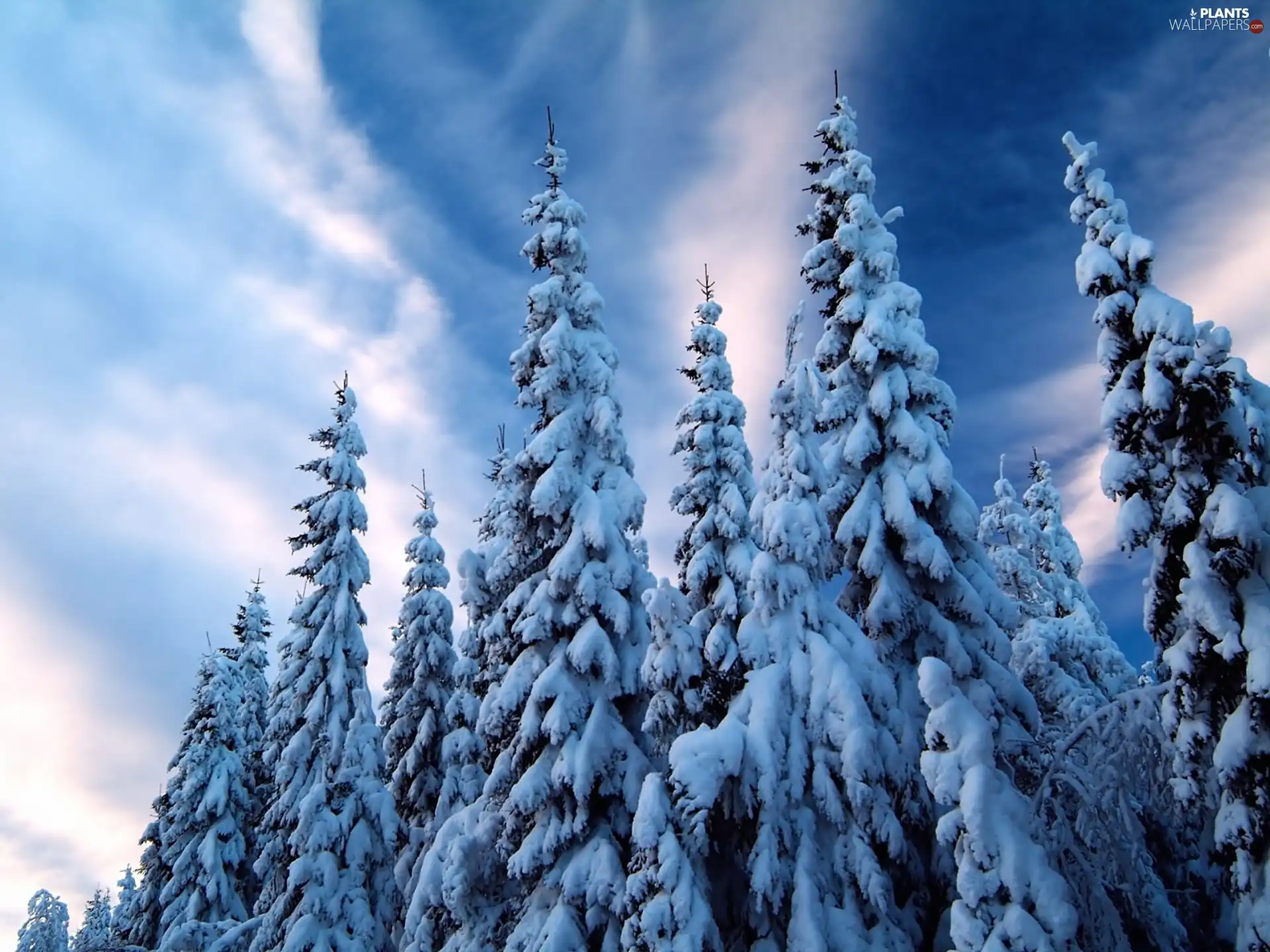 trees, snow, winter, viewes