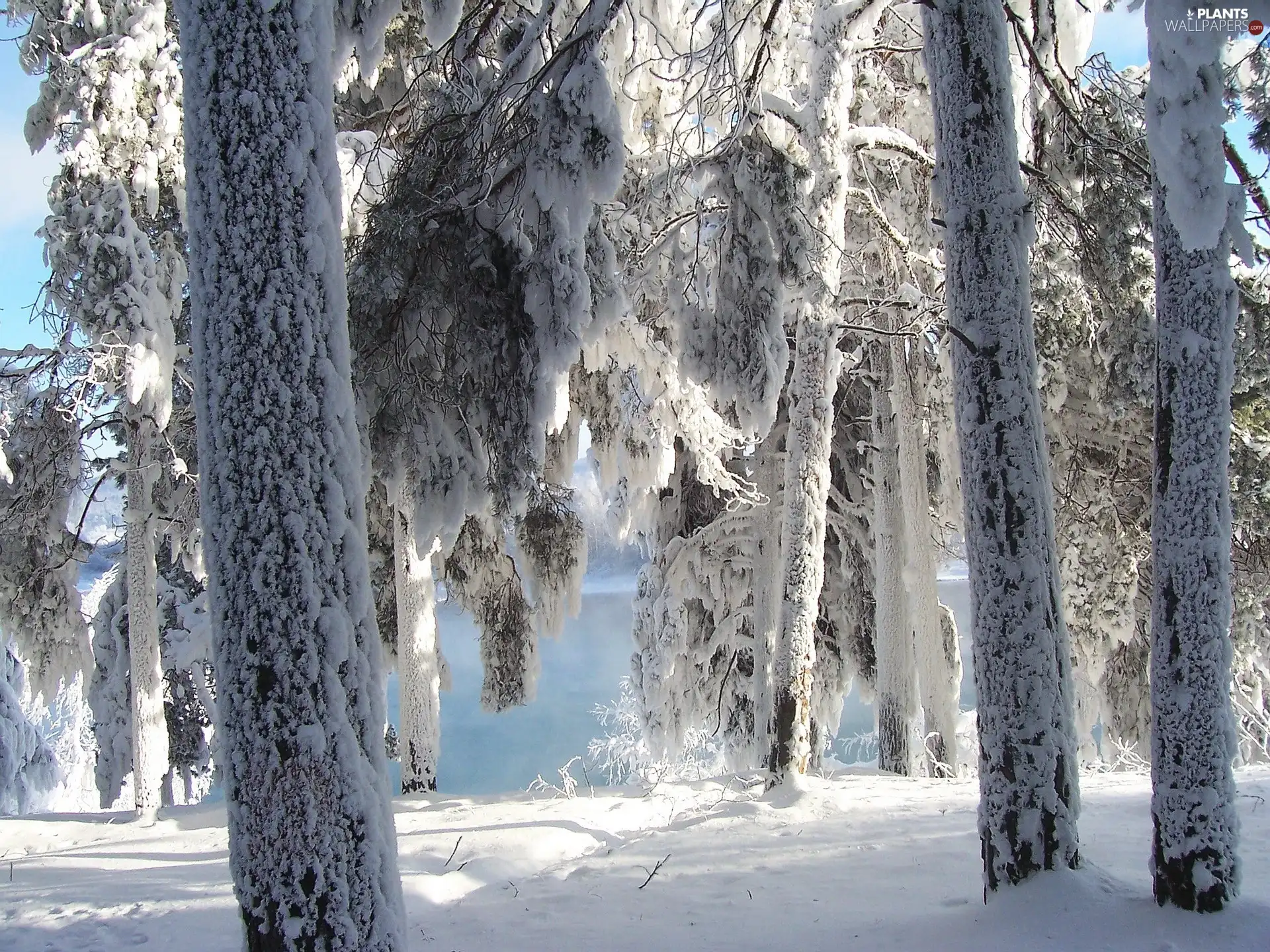 trees, snow, winter, viewes