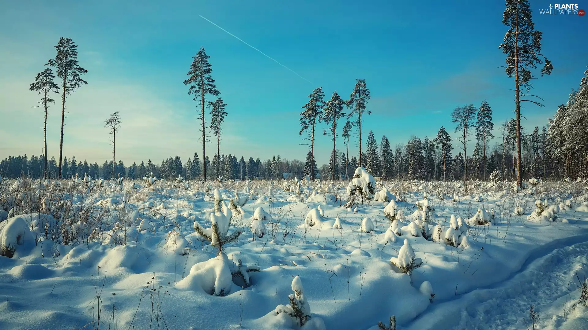 viewes, Houses, snow, winter, Bush, trees