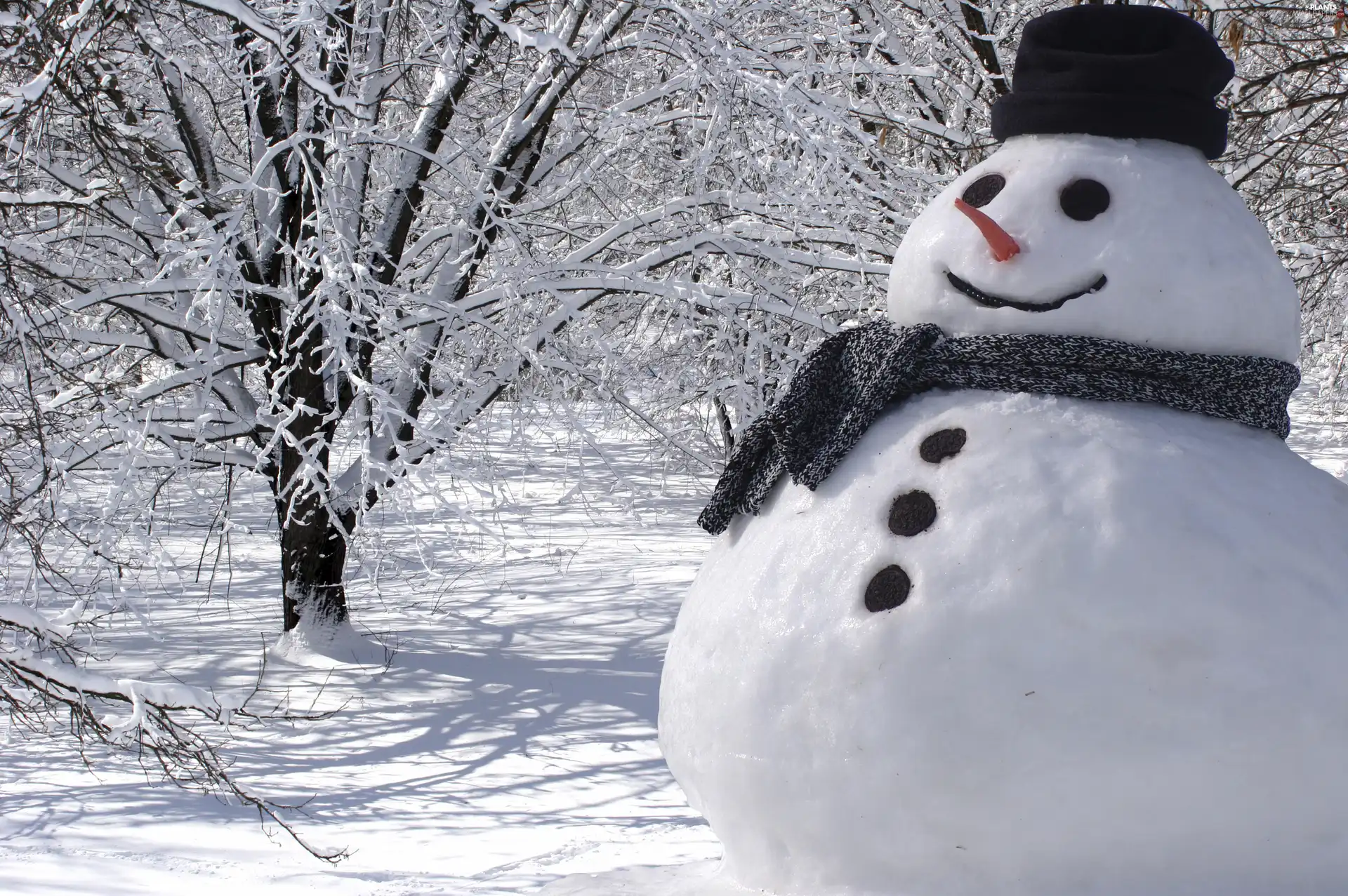 trees, Snowman, winter, viewes