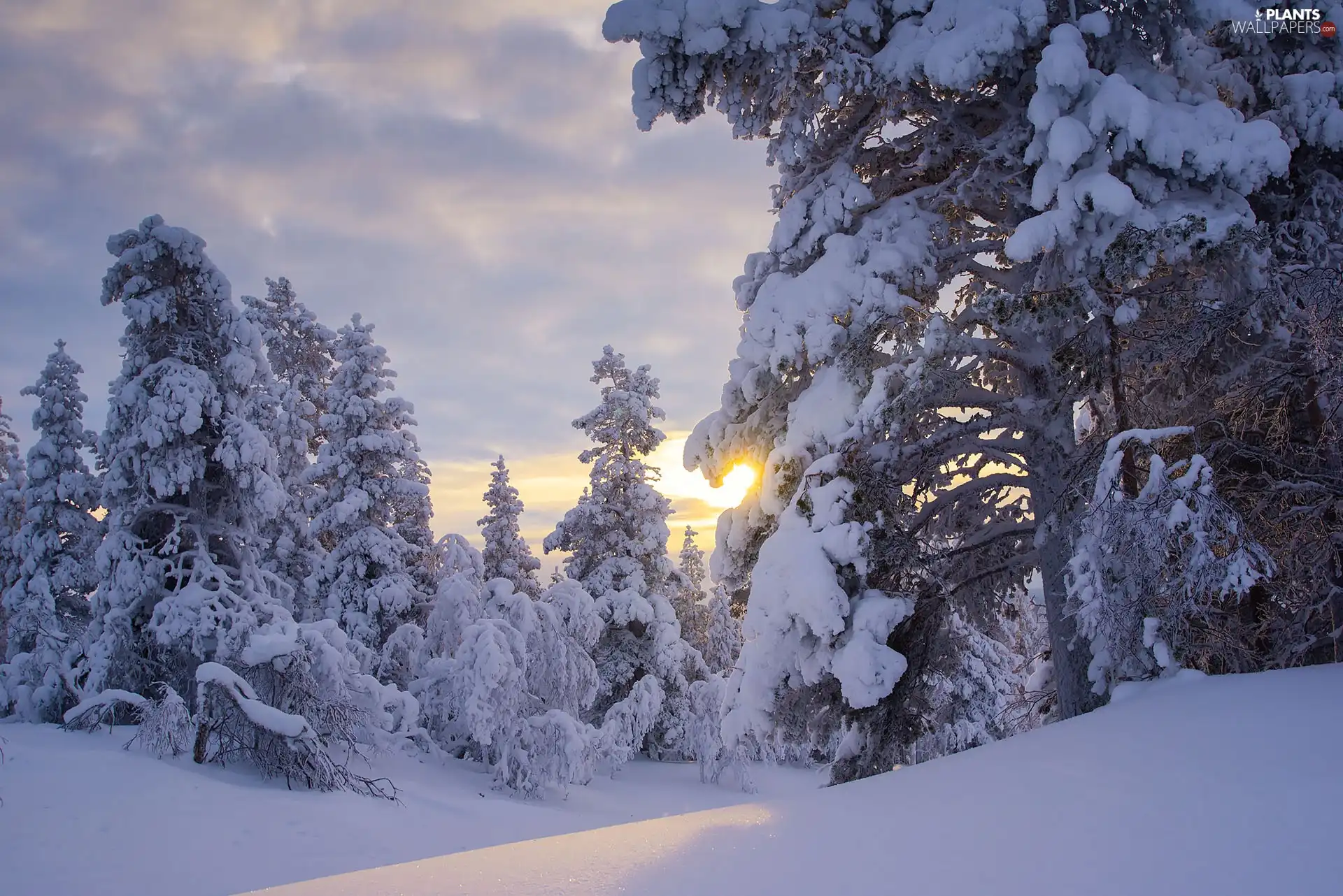 Sunrise, winter, trees, viewes, Snowy