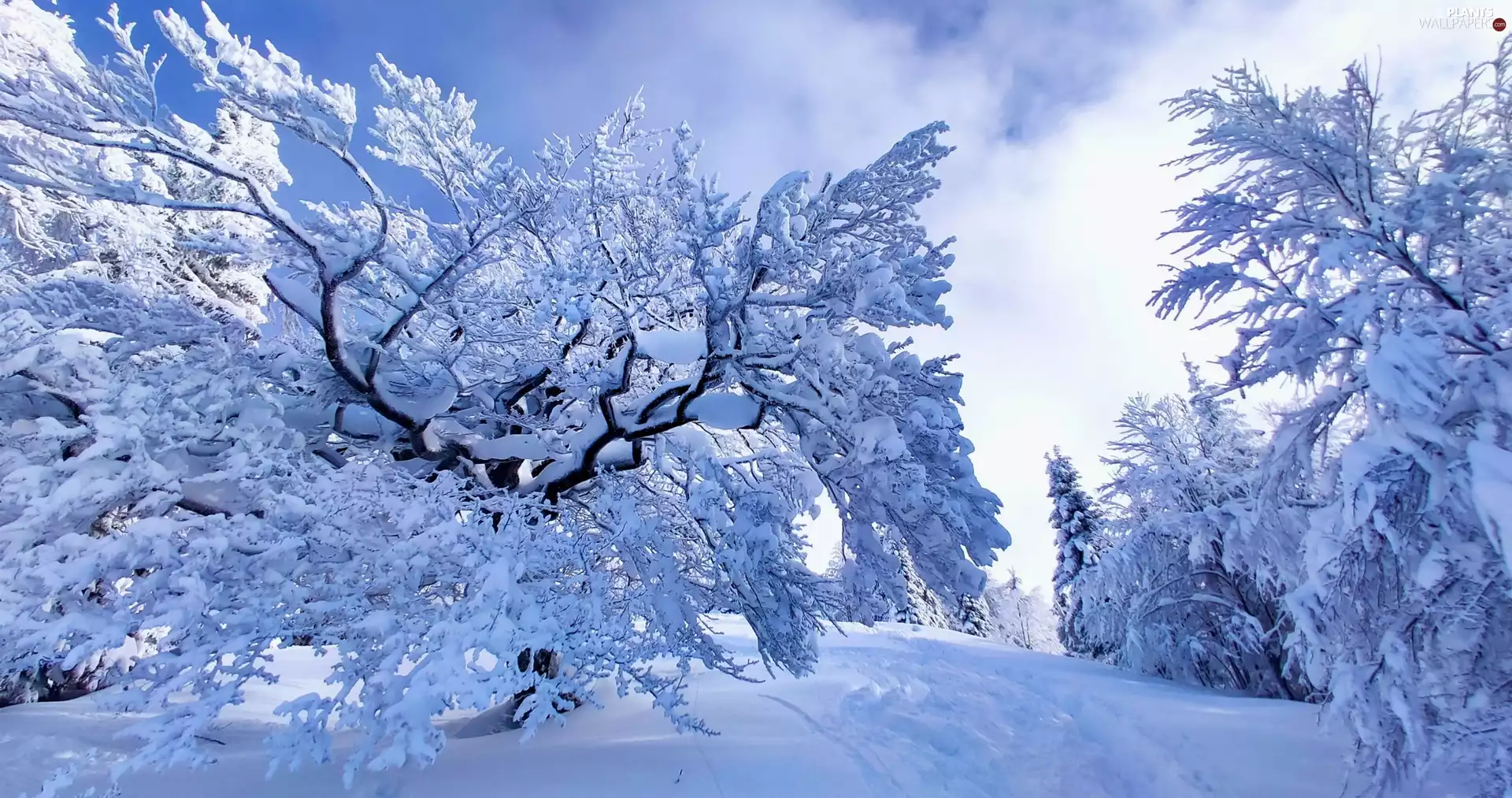 traces, winter, trees, viewes, Snowy