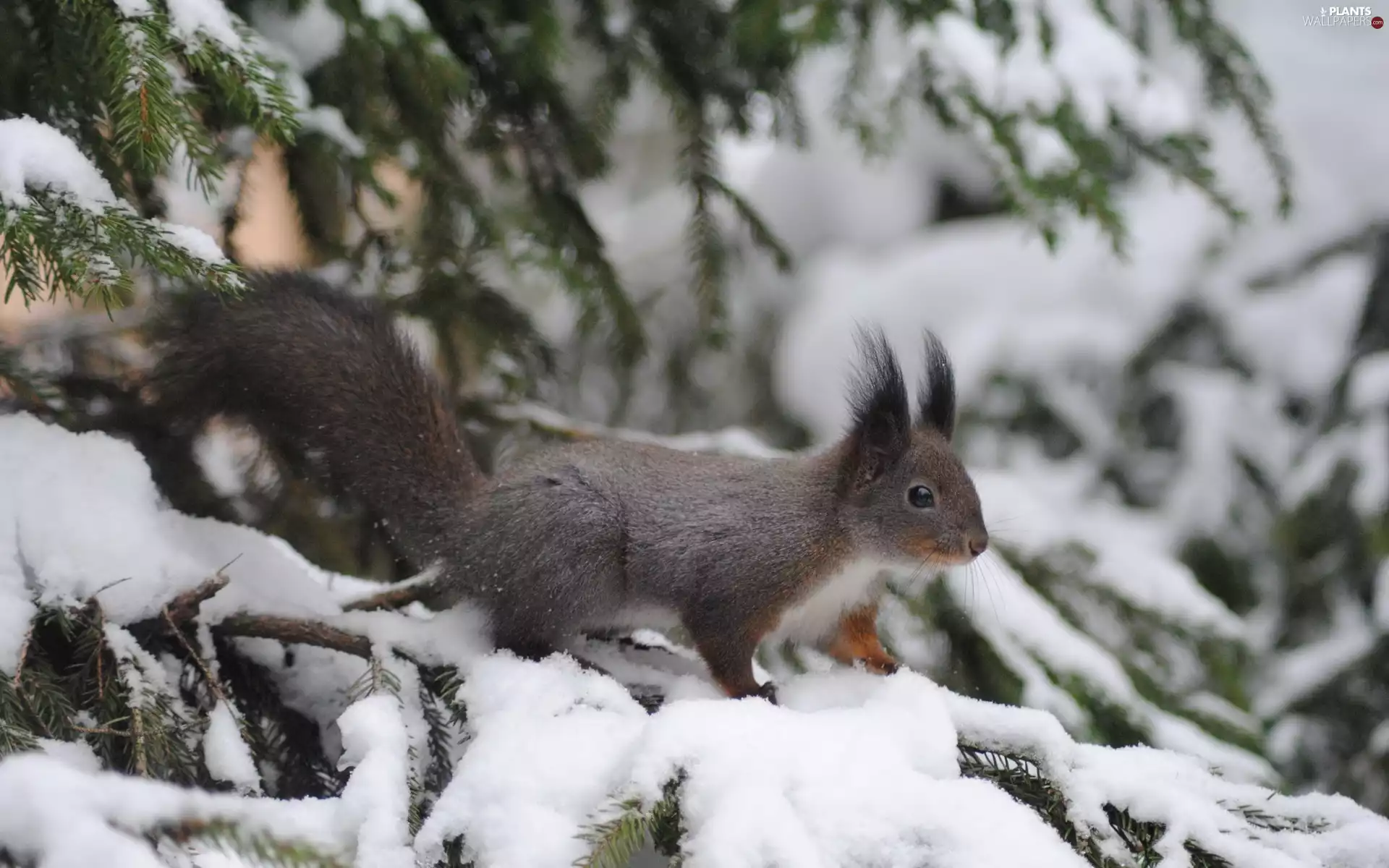 winter, squirrel, trees