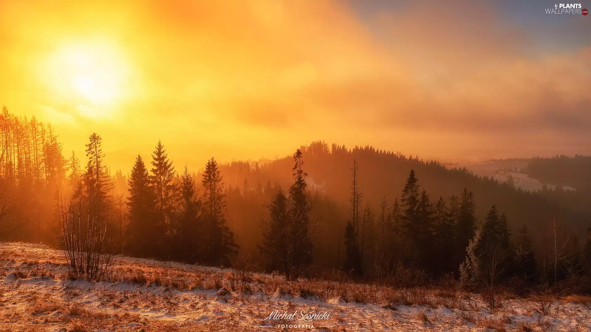 viewes, Mountains, Sunrise, winter, forest, trees