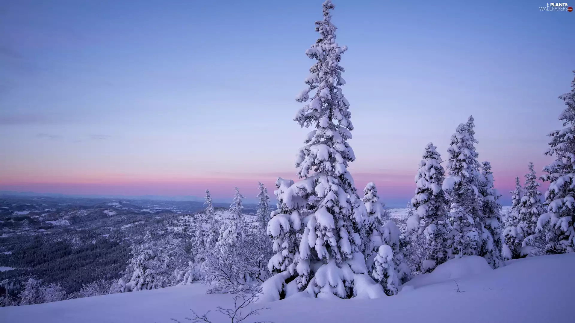 viewes, Mountains, Sunrise, winter, woods, trees