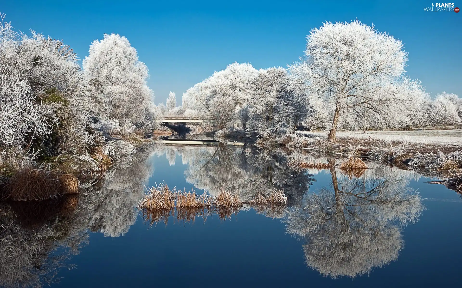 trees, water, winter, viewes