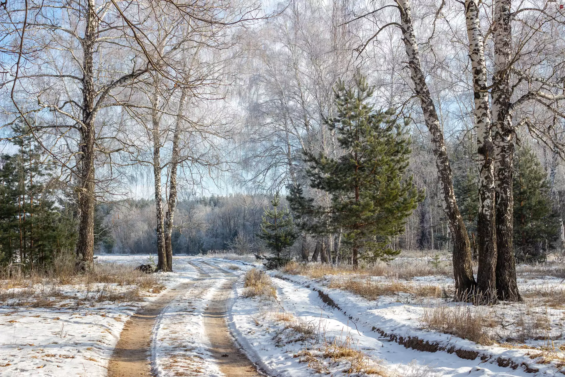 birch, winter, trees, viewes, Way