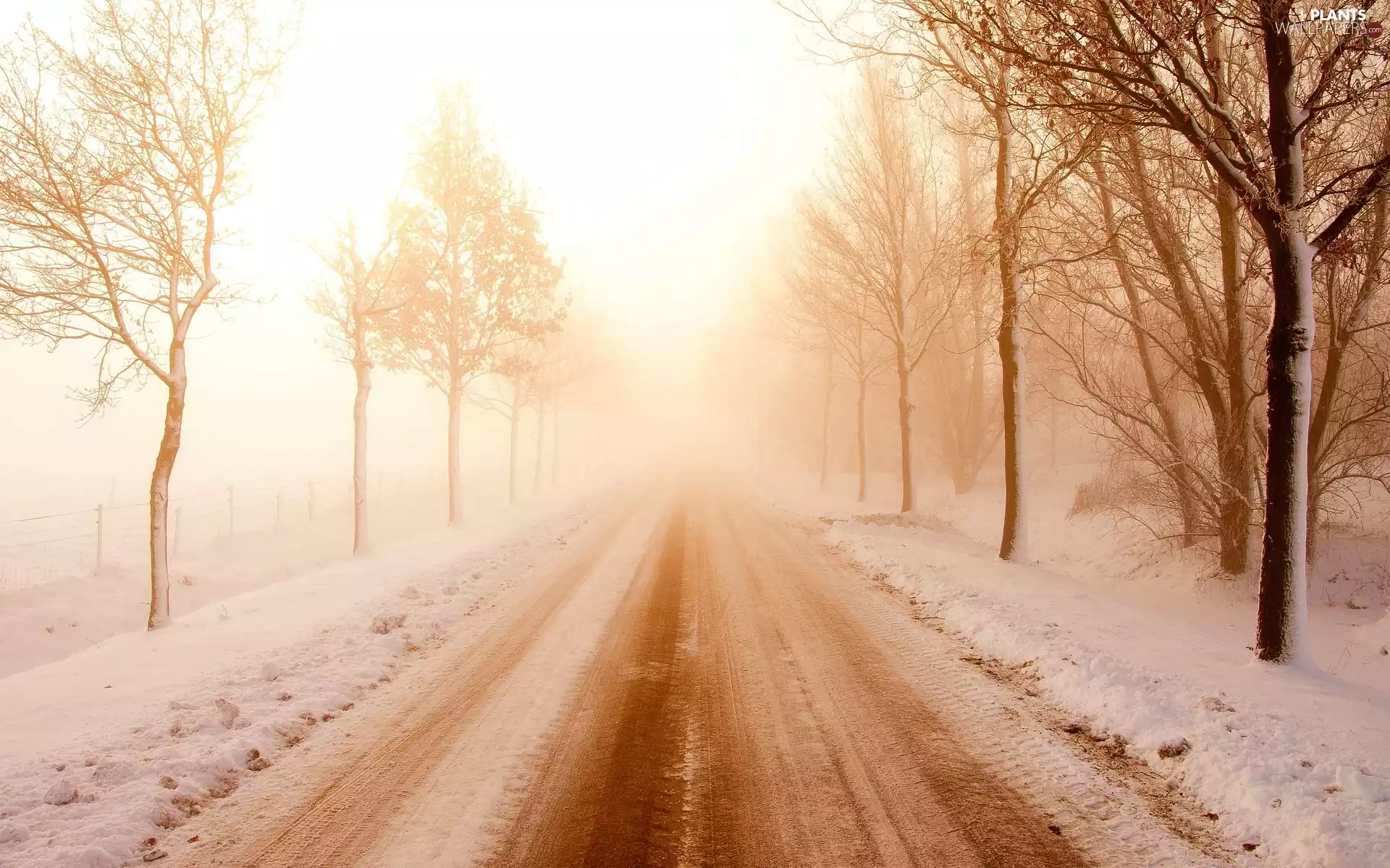 Fog, winter, trees, viewes, Way