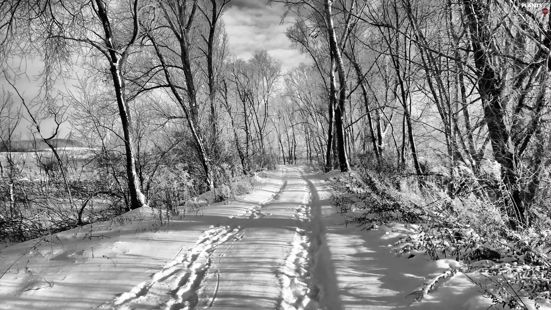 snow, winter, trees, viewes, Way