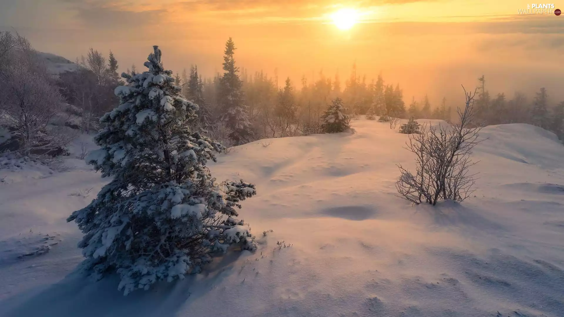 winter, snow, Great Sunsets, trees, Bush, Trondheim, Norway, viewes