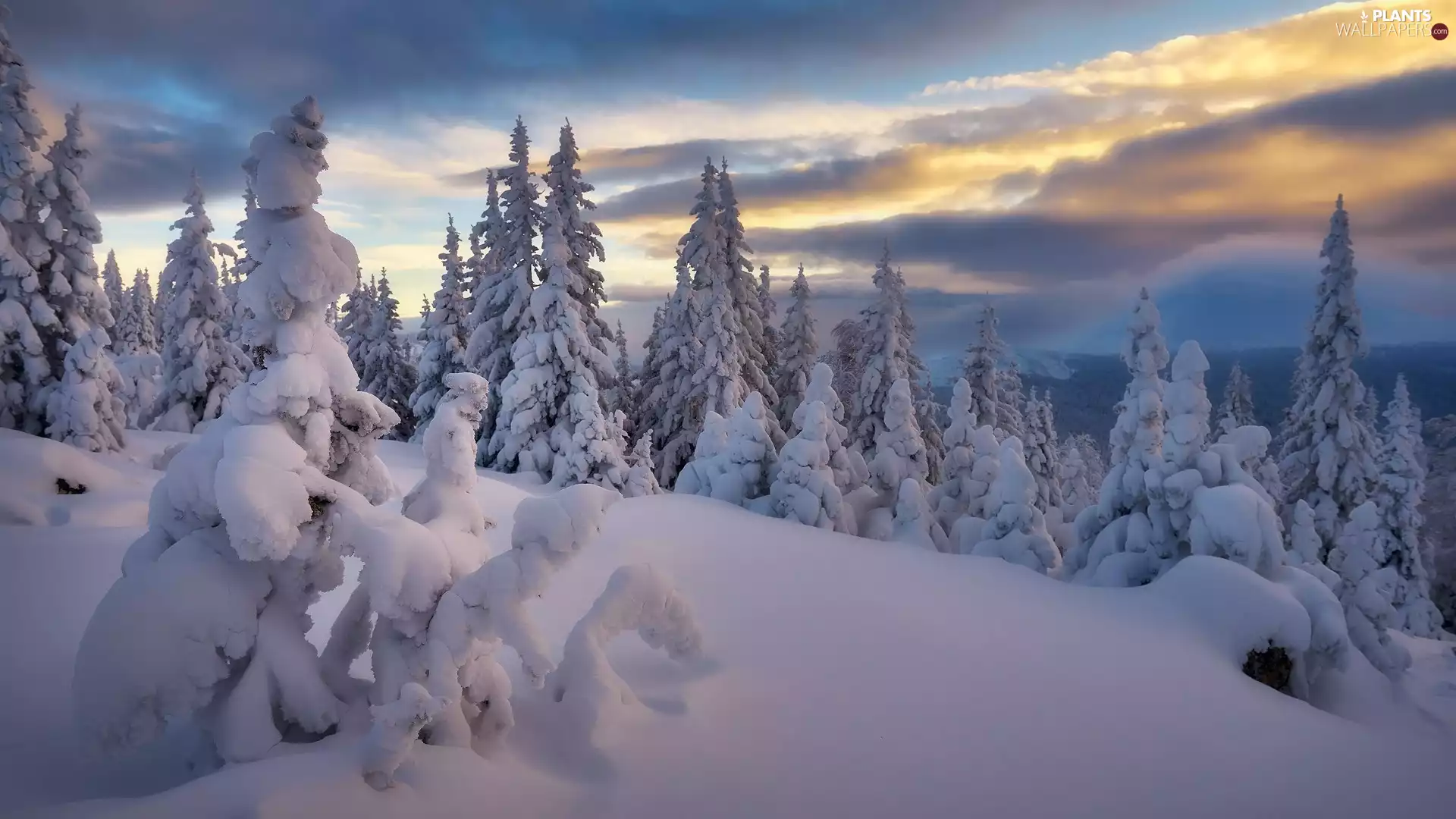 Snowy, snow, viewes, winter, drifts, trees, clouds