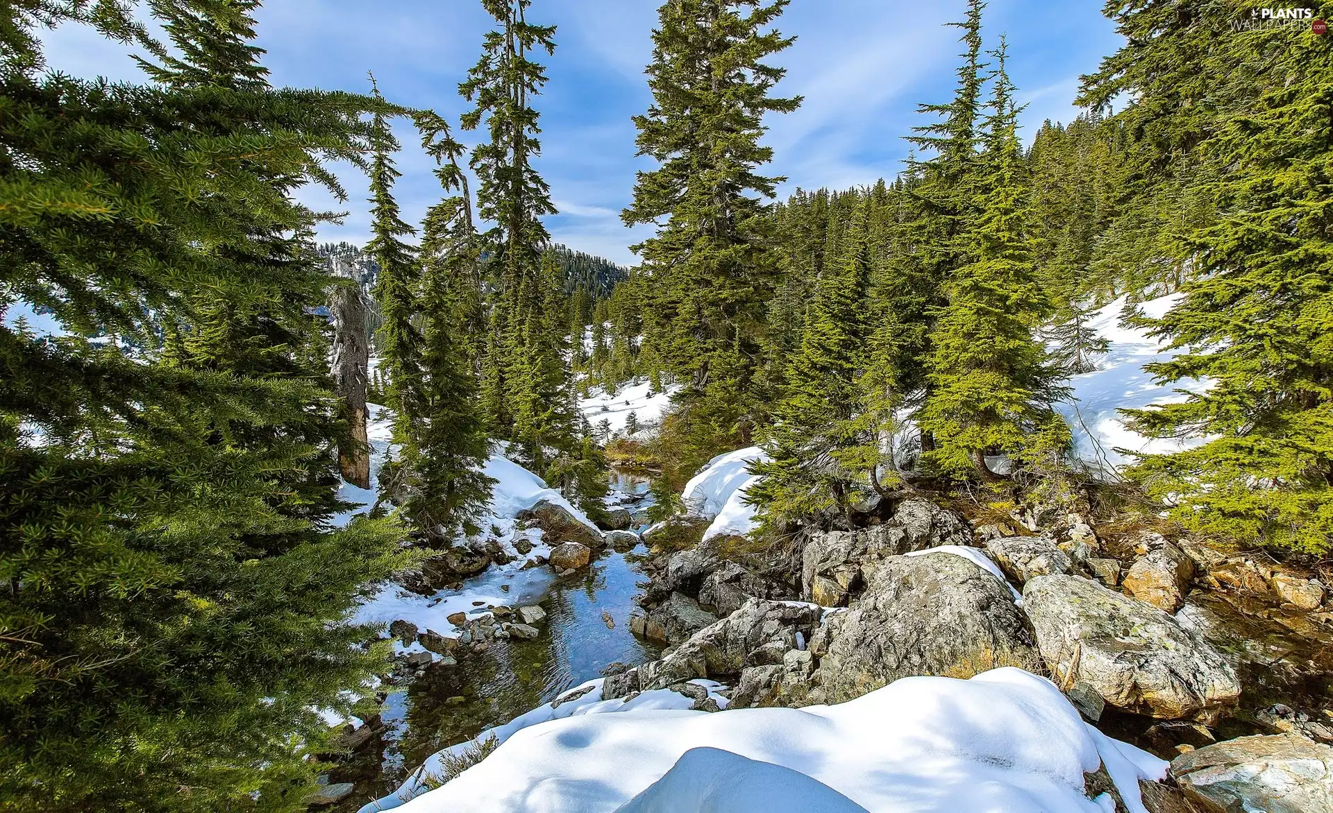 Softwood, trees, Stones, winter, stream, viewes