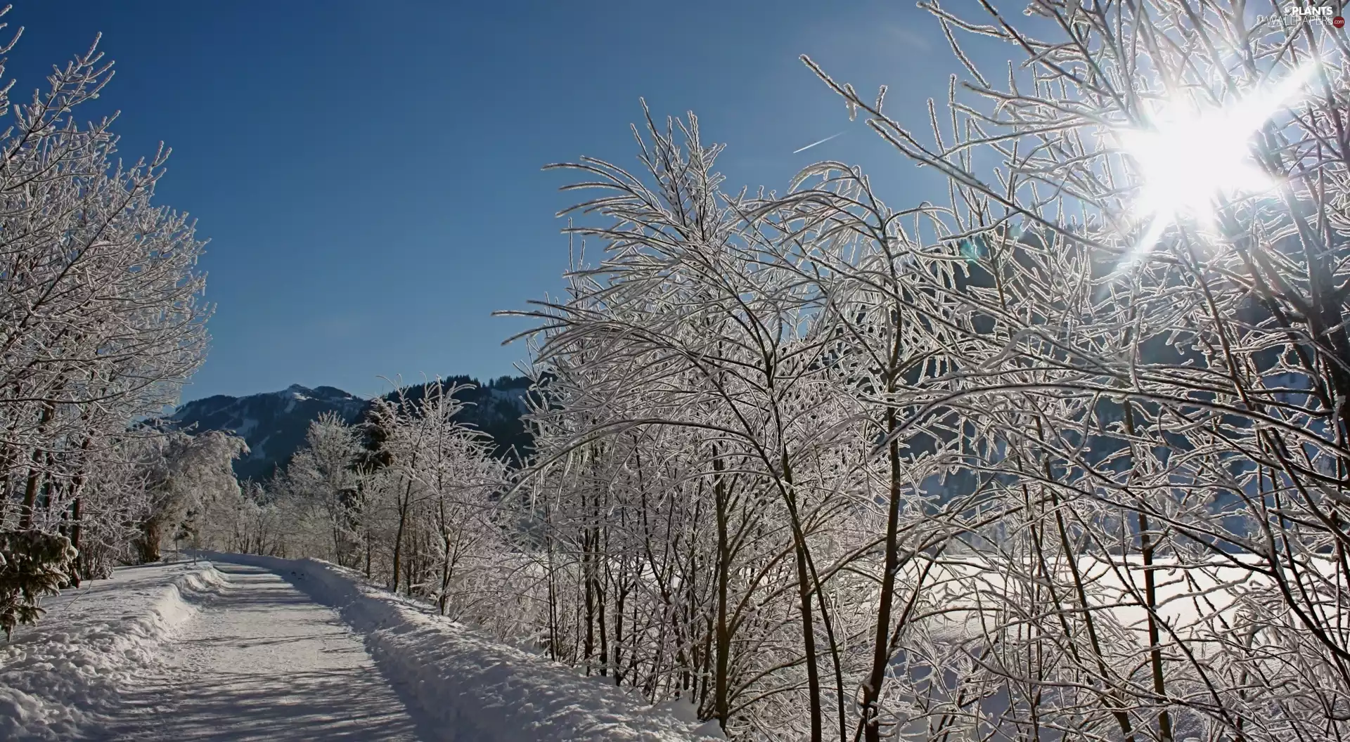 Way, trees, sun, winter, rays, viewes