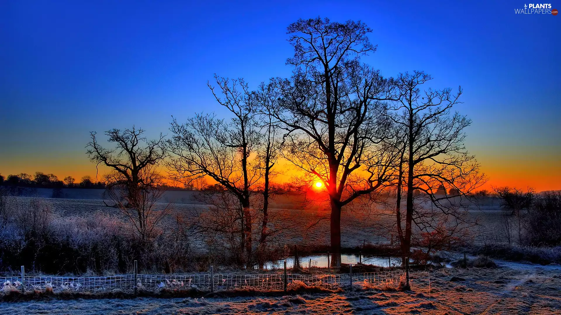 winter, trees, viewes