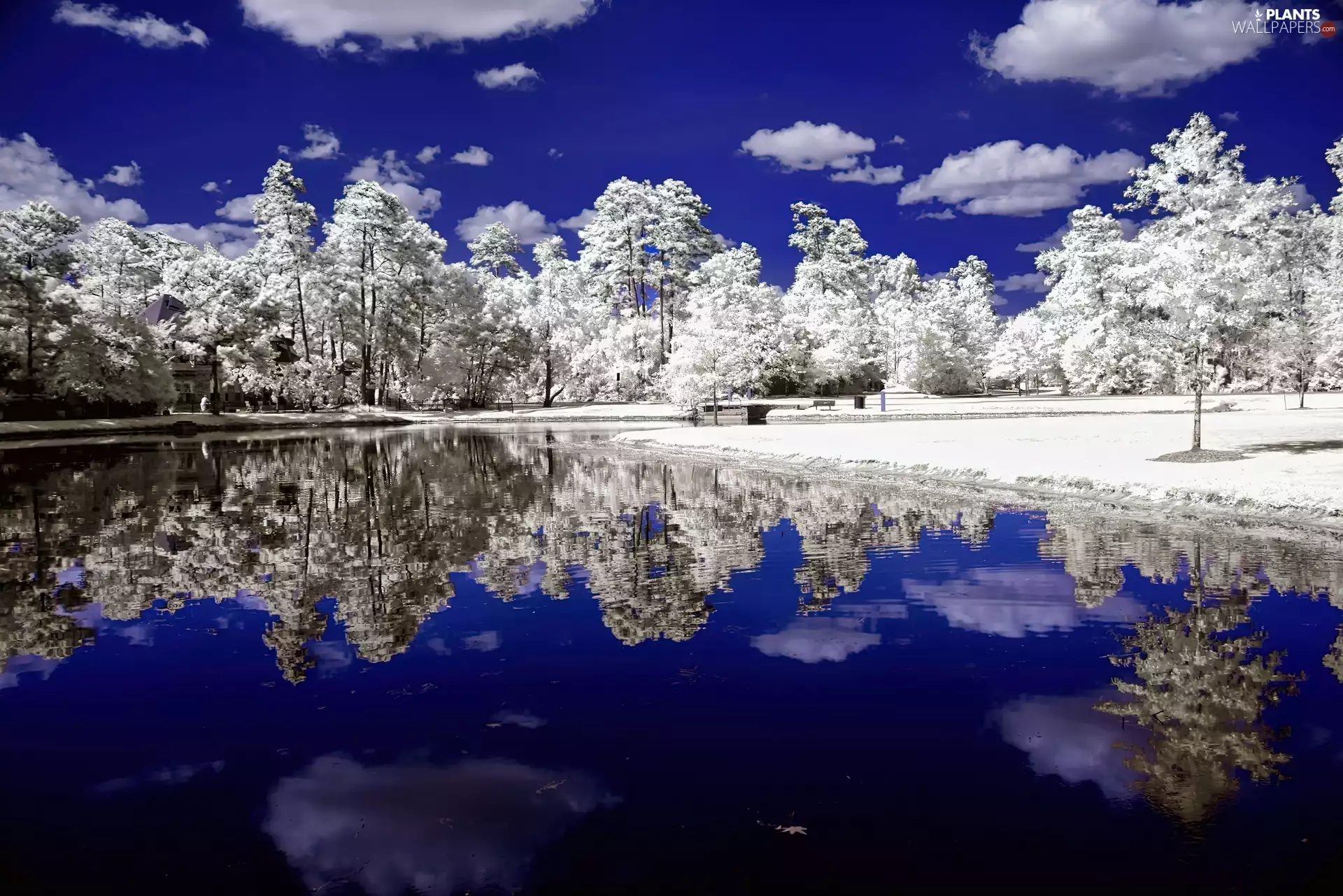 River, winter, viewes, snow, trees