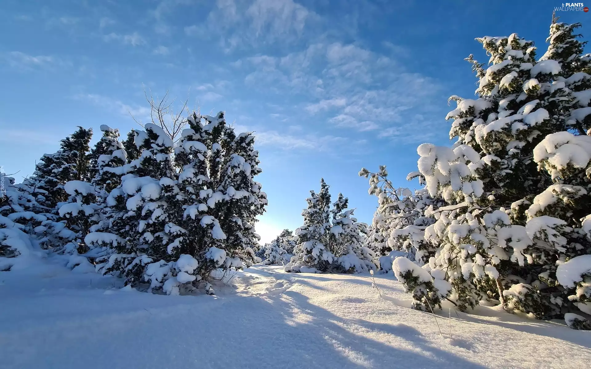 Sunrise, winter, viewes, Snowy, trees