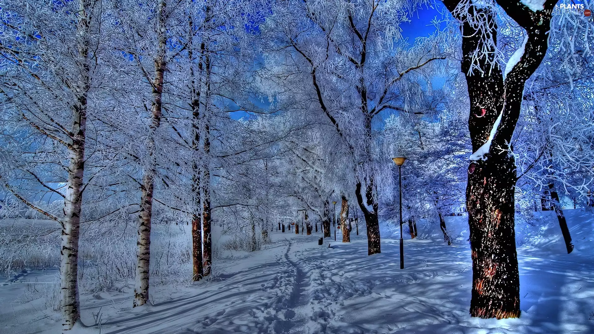 winter, trees, viewes