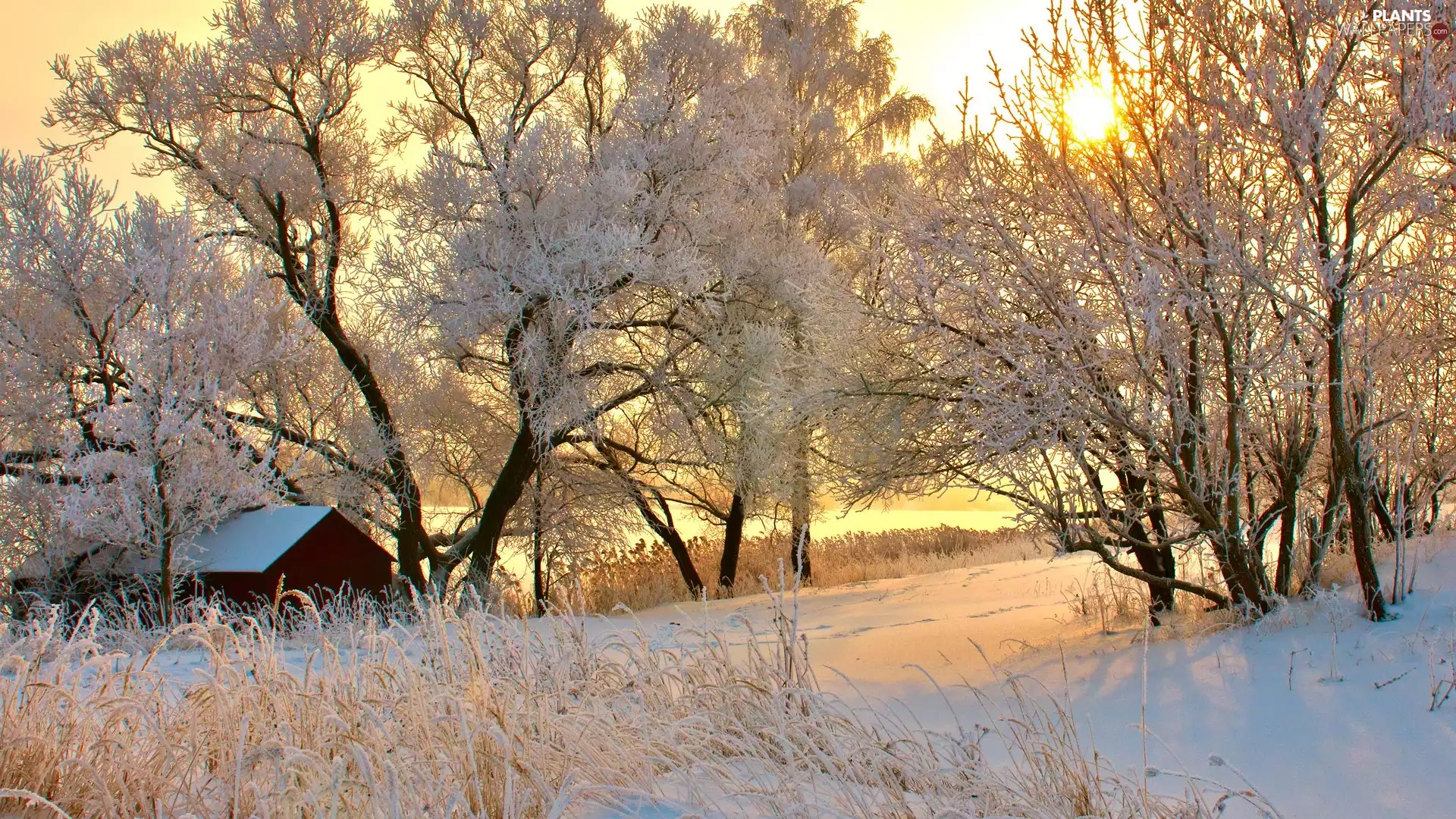 trees, field, house, winter, viewes, Way