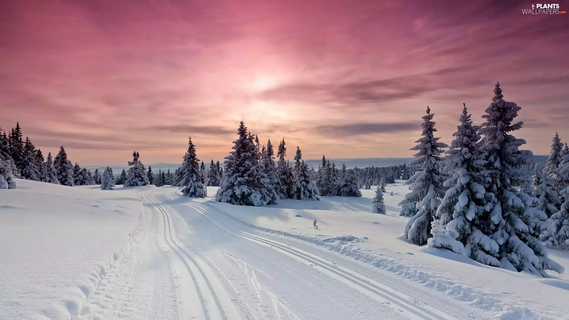viewes, woods, Way, trees, Mountains, Great Sunsets, winter