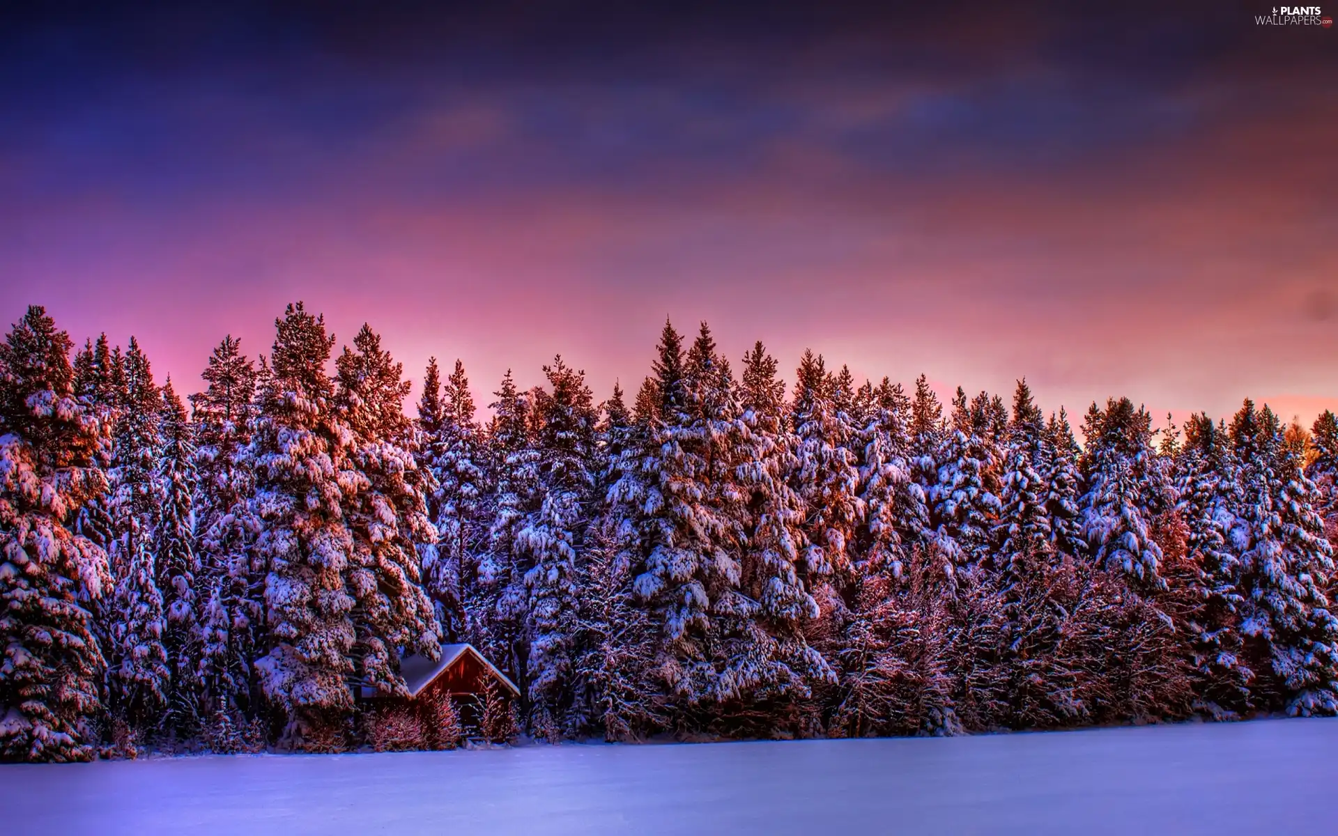 west, Spruces, winter, sun