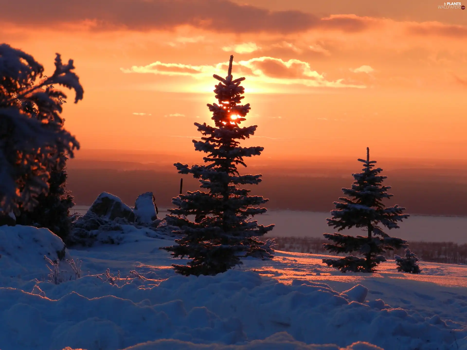 west, Spruces, winter, sun