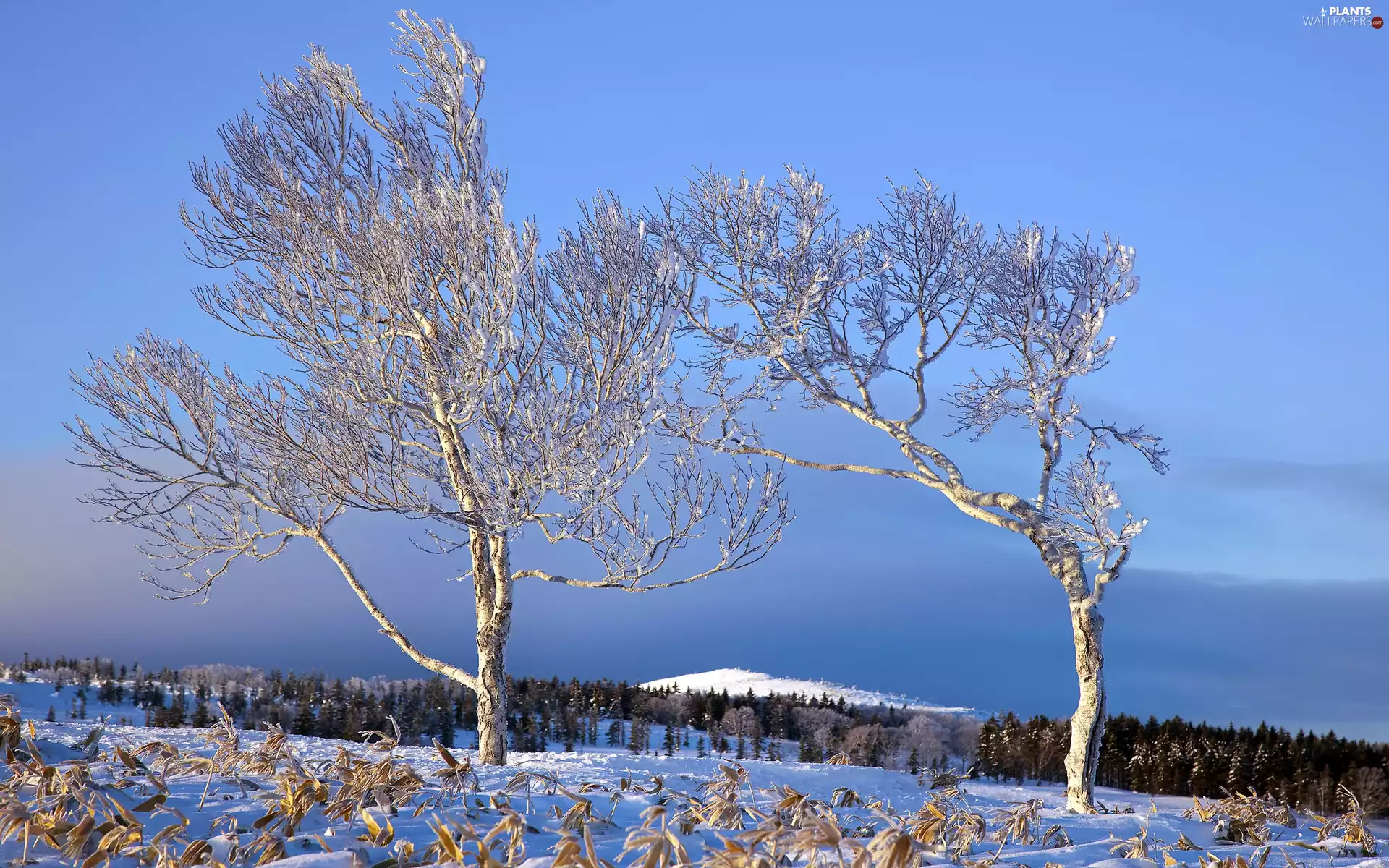viewes, winter, woods, trees, Mountains