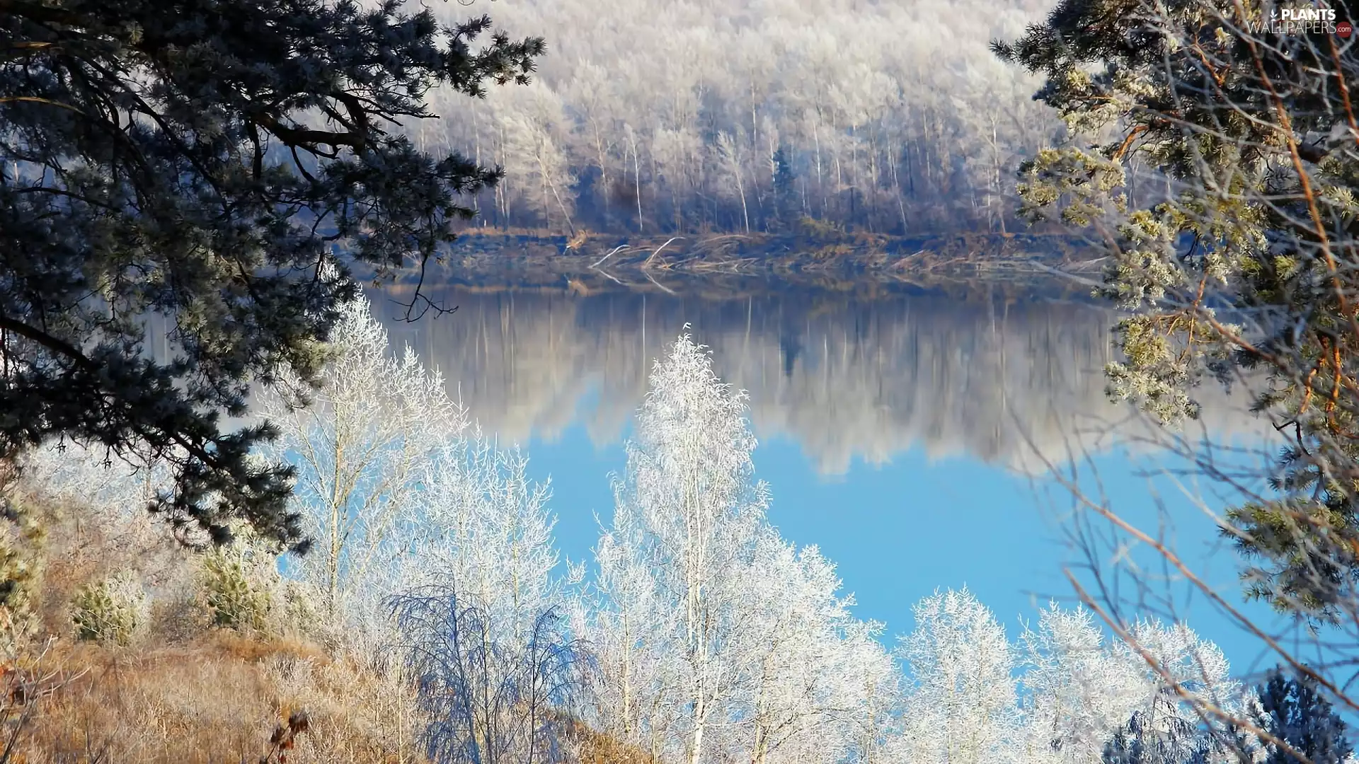 Snowy, River, viewes, winter, trees, woods
