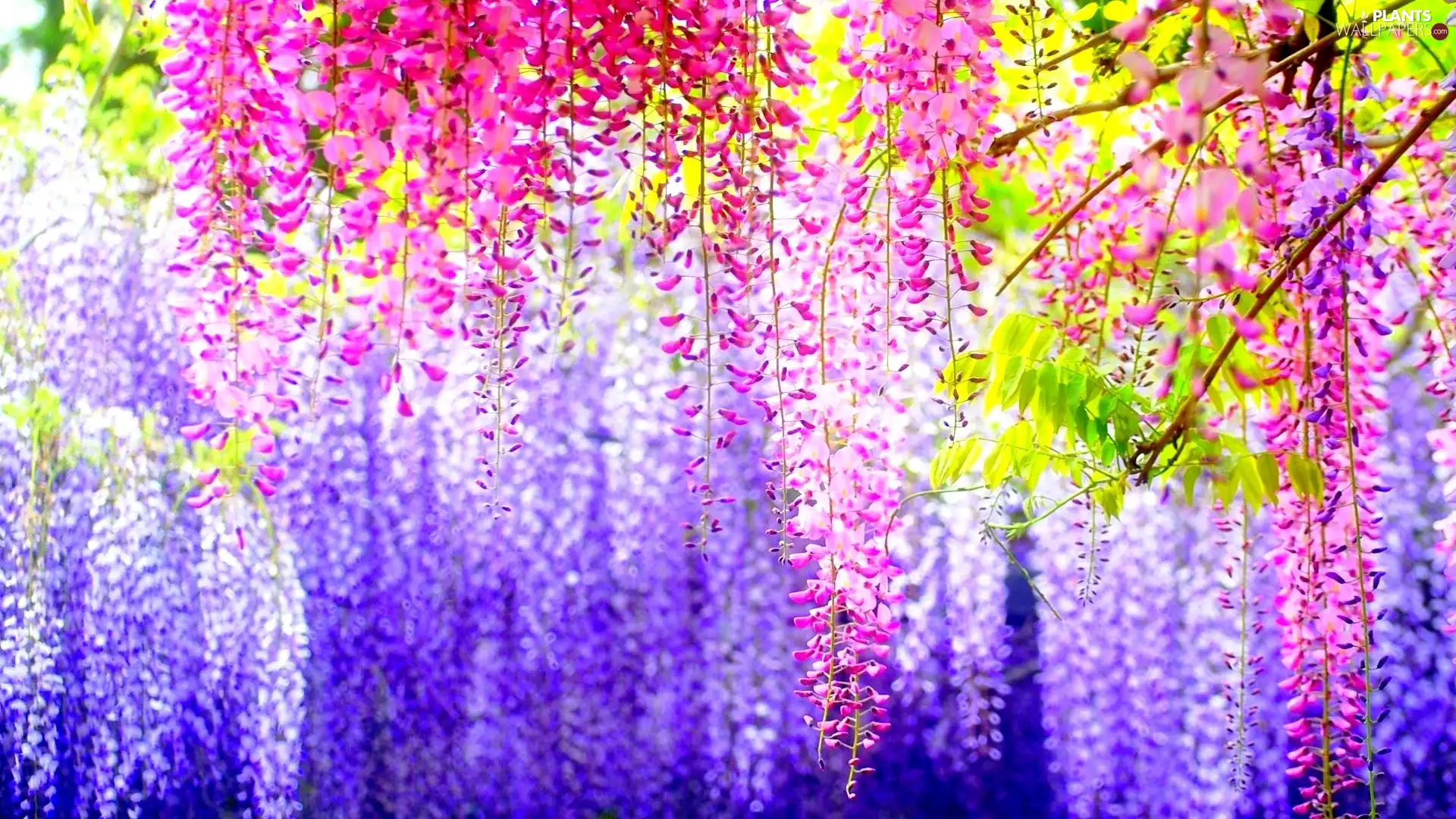 Wisteria Floral