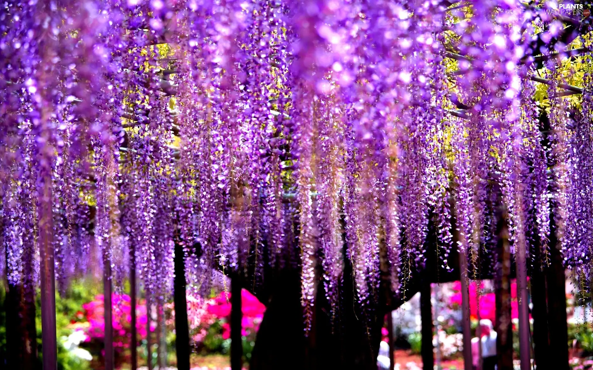 Wisteria, trees, Flowers