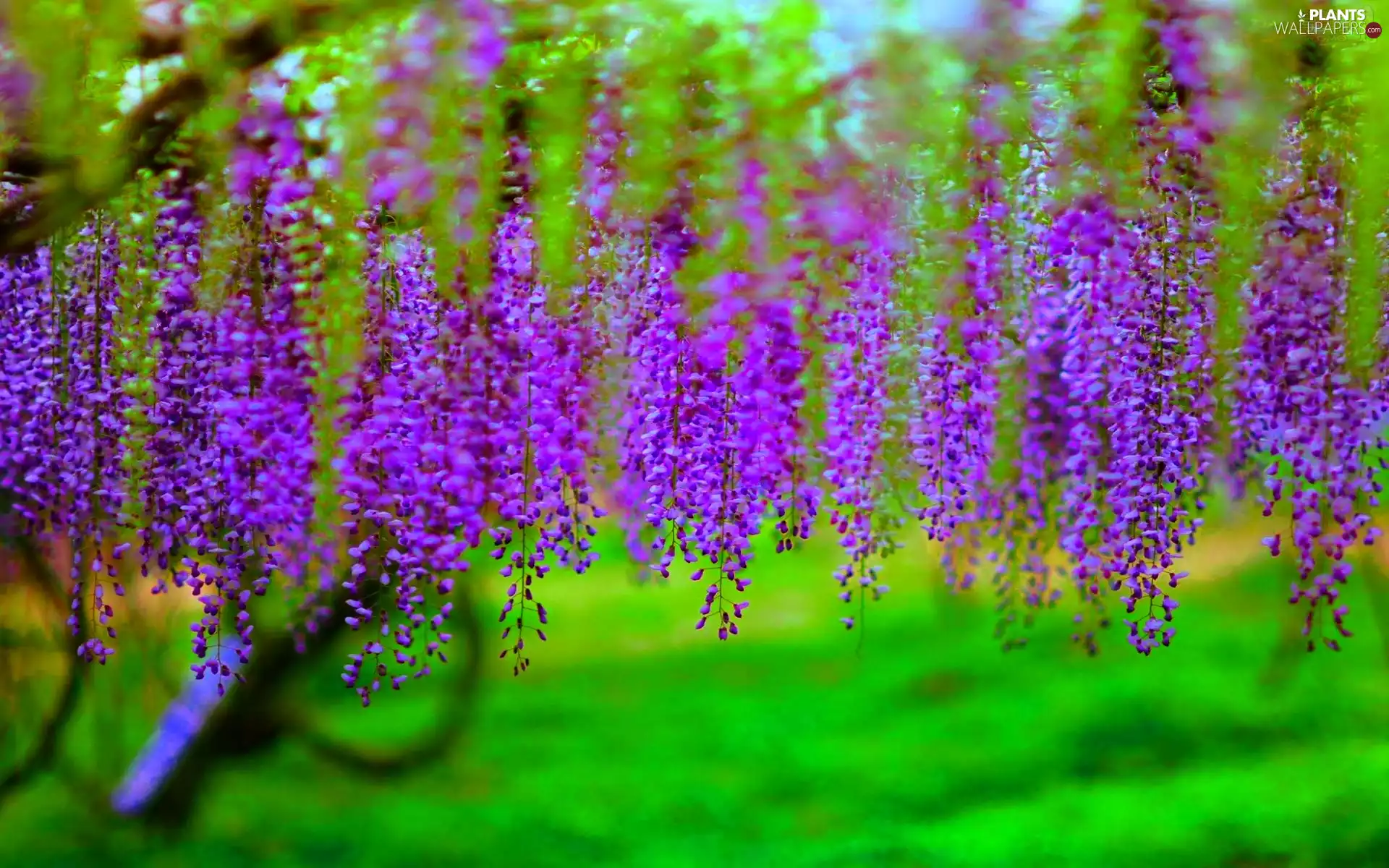Wisteria