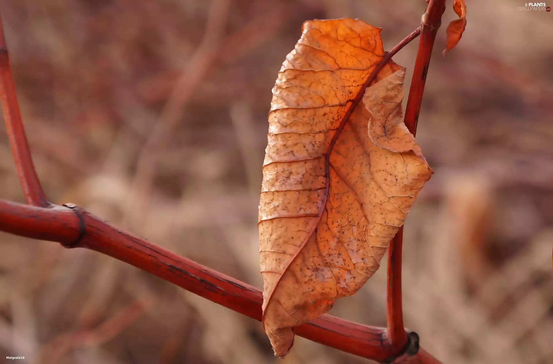 withered, leaf