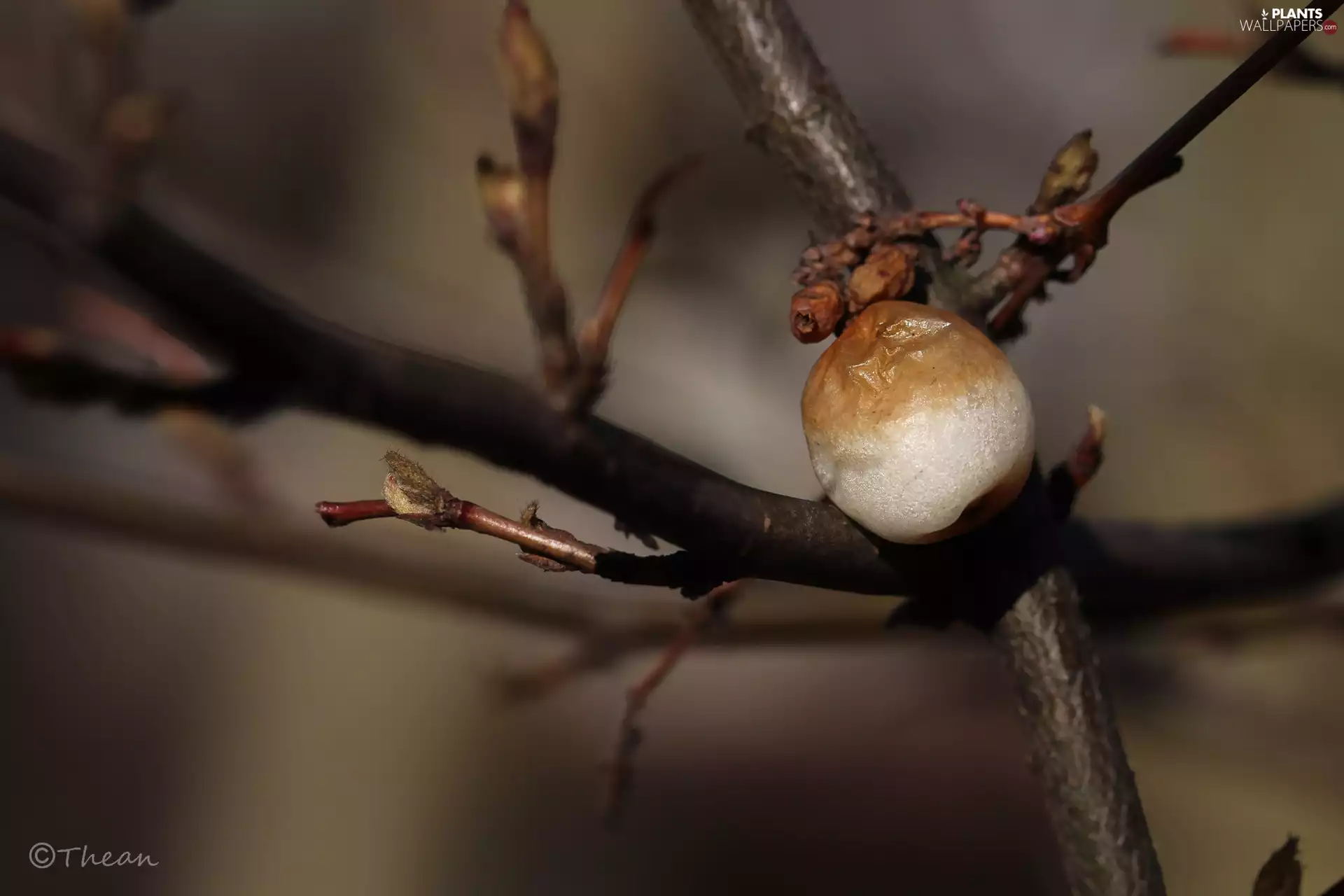Twigs, Symphoricarpos Duhamel, Withered