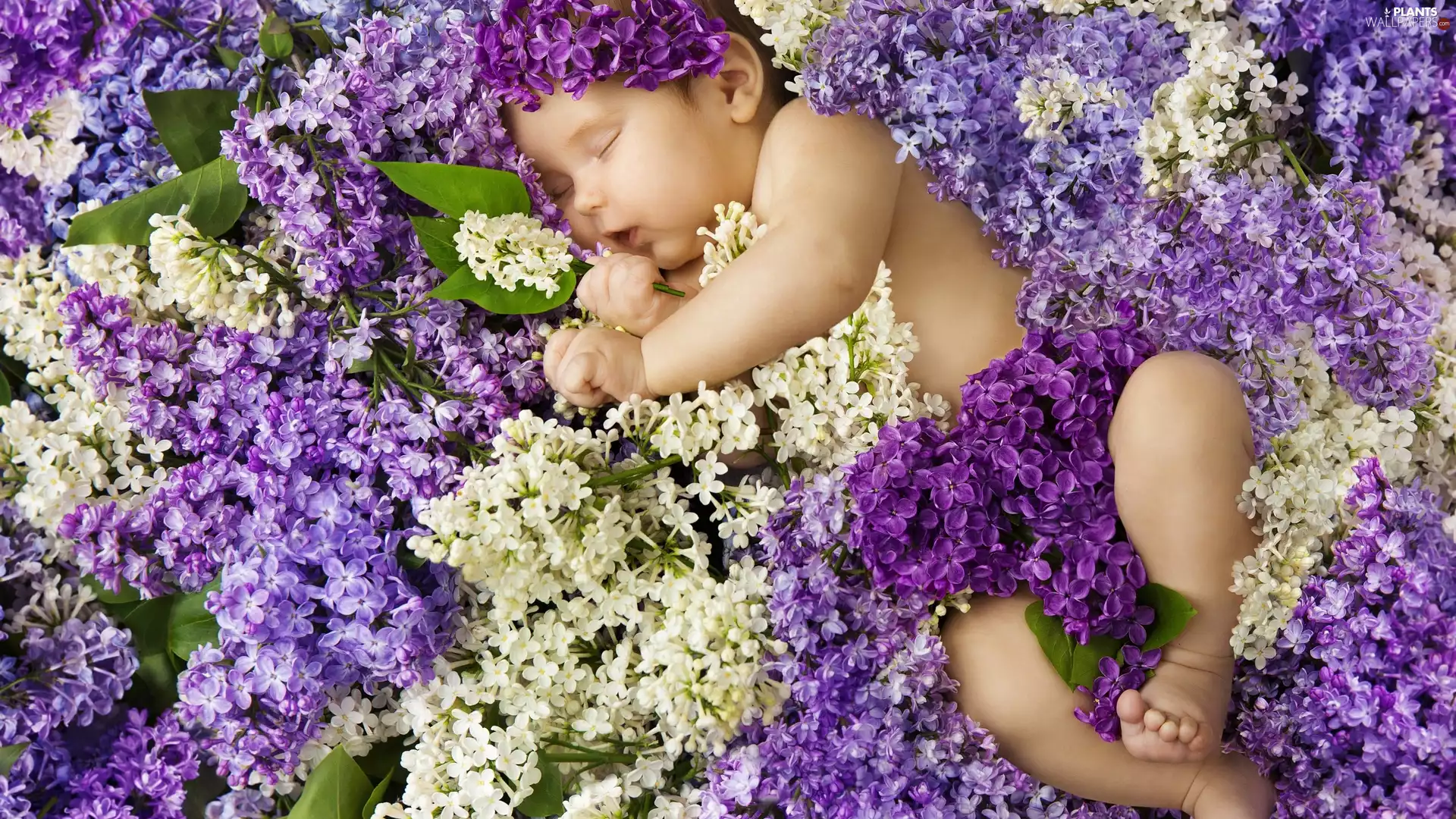 Violet, without, babe, White, Sleeping