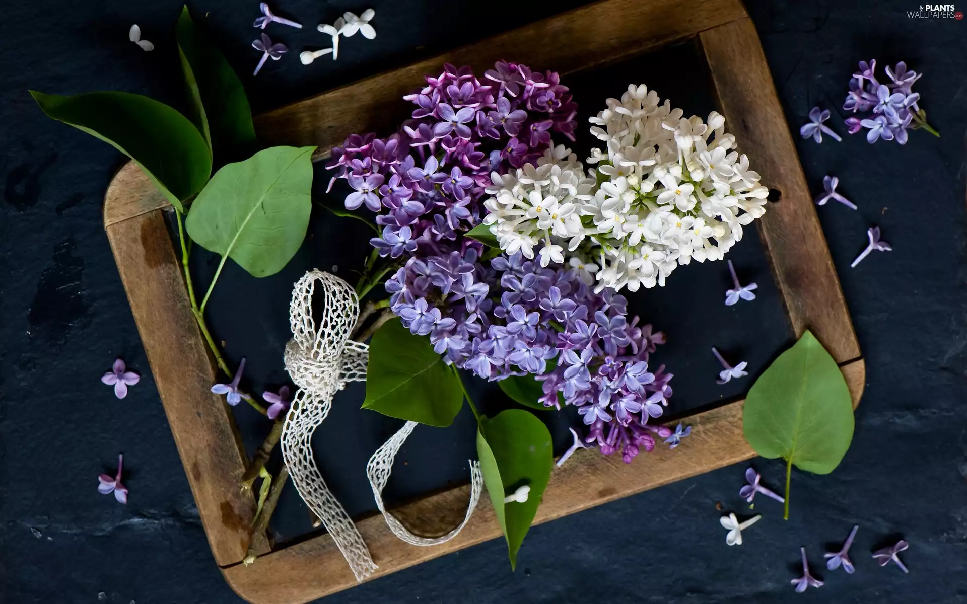 Leaf, Violet, bow, without, White, ribbon, board