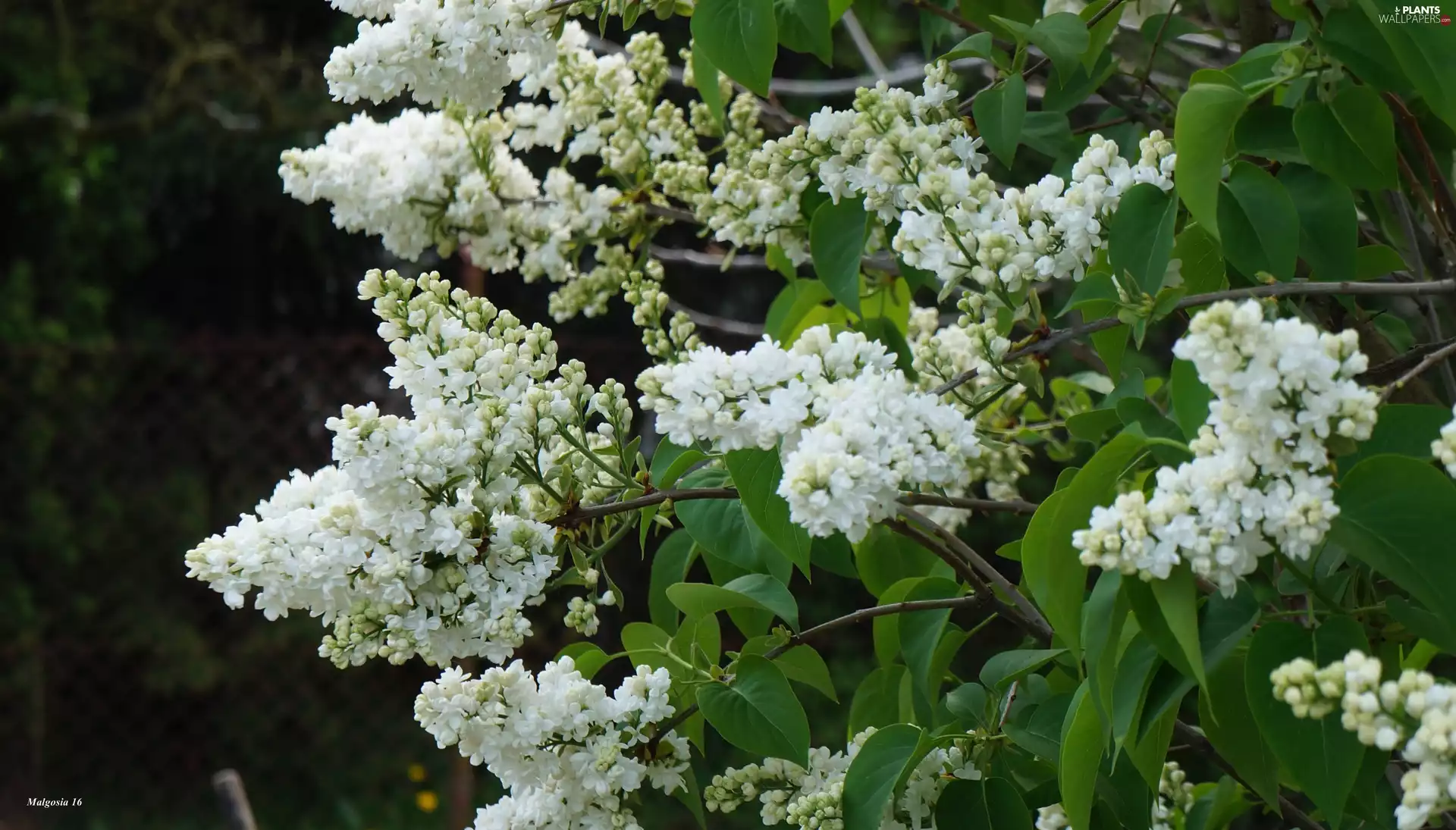 White, without, branch pics, flower