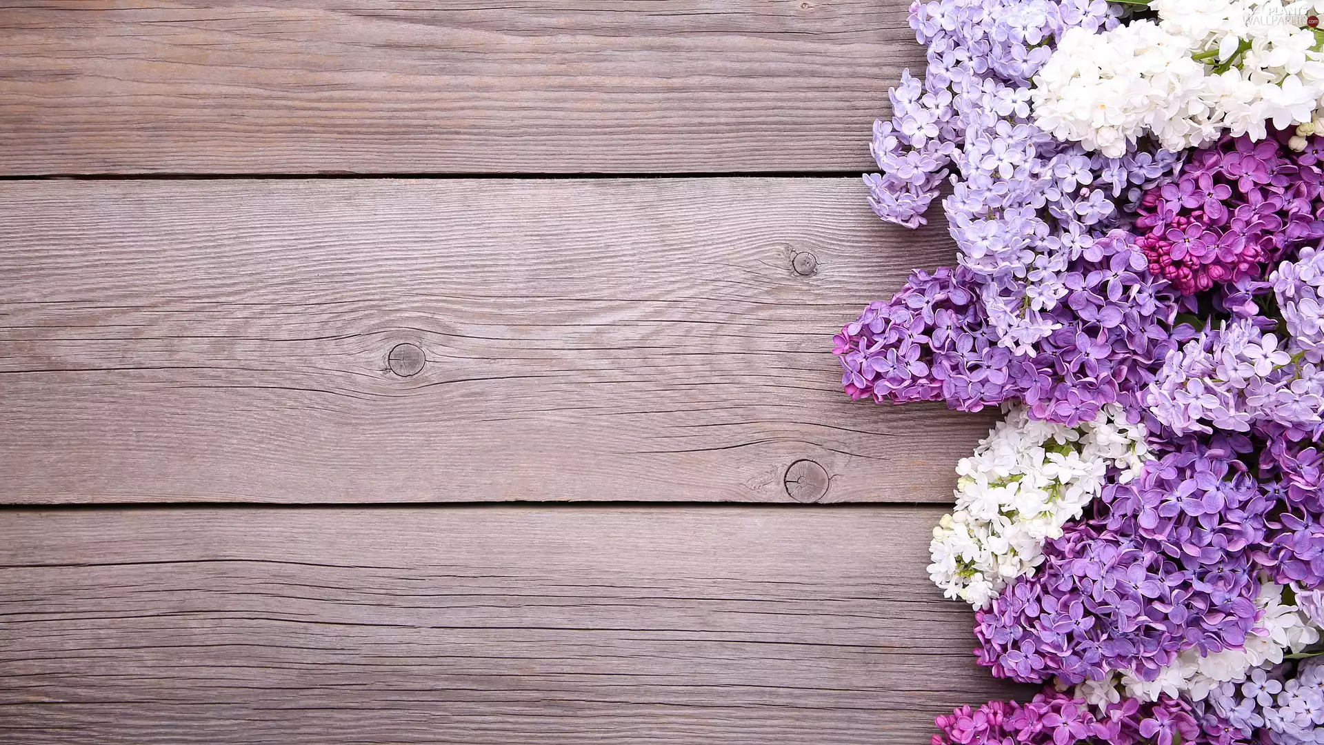 color, Twigs, boarding, without