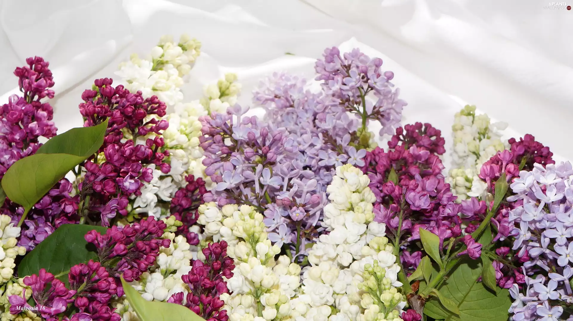 without, bouquet, color