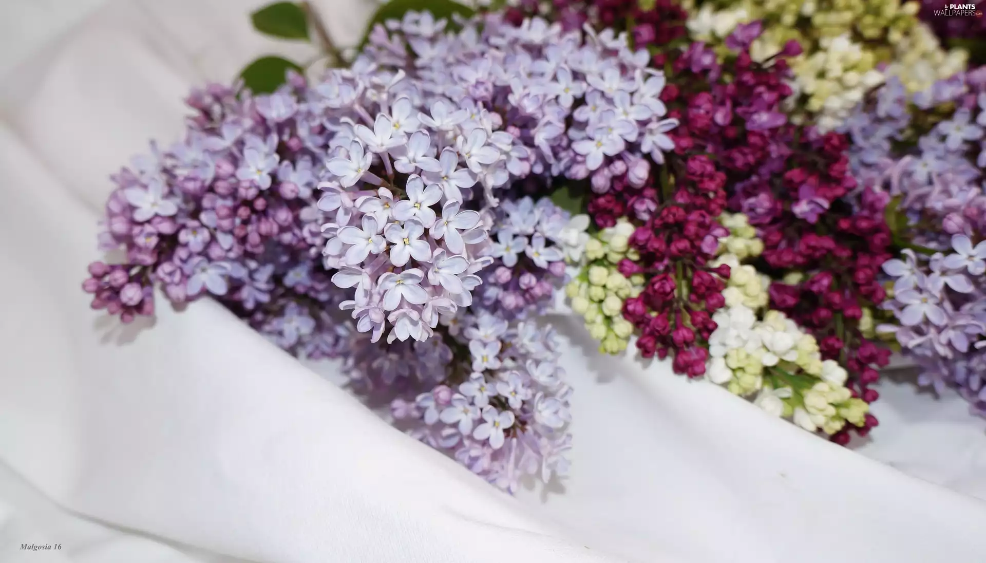 without, bouquet, color