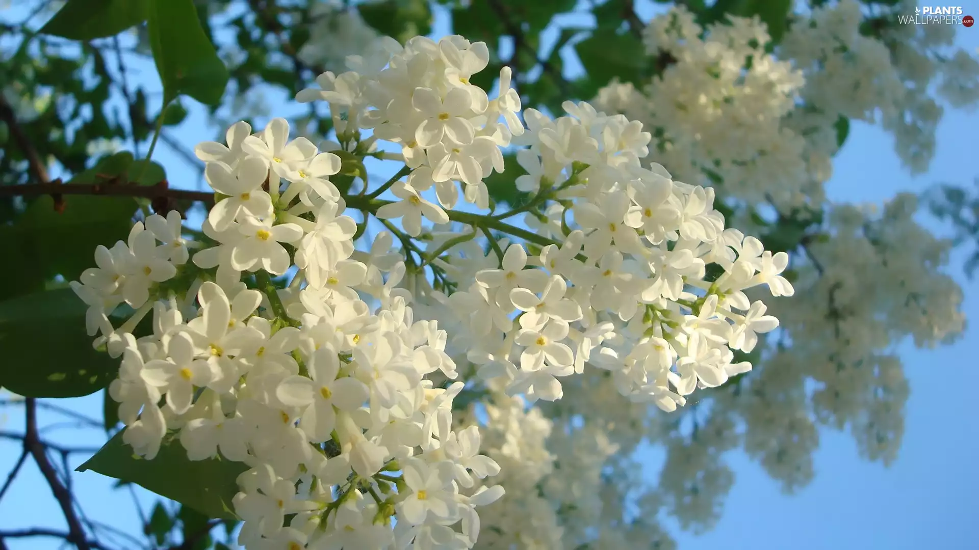 Common Lilac, White, without