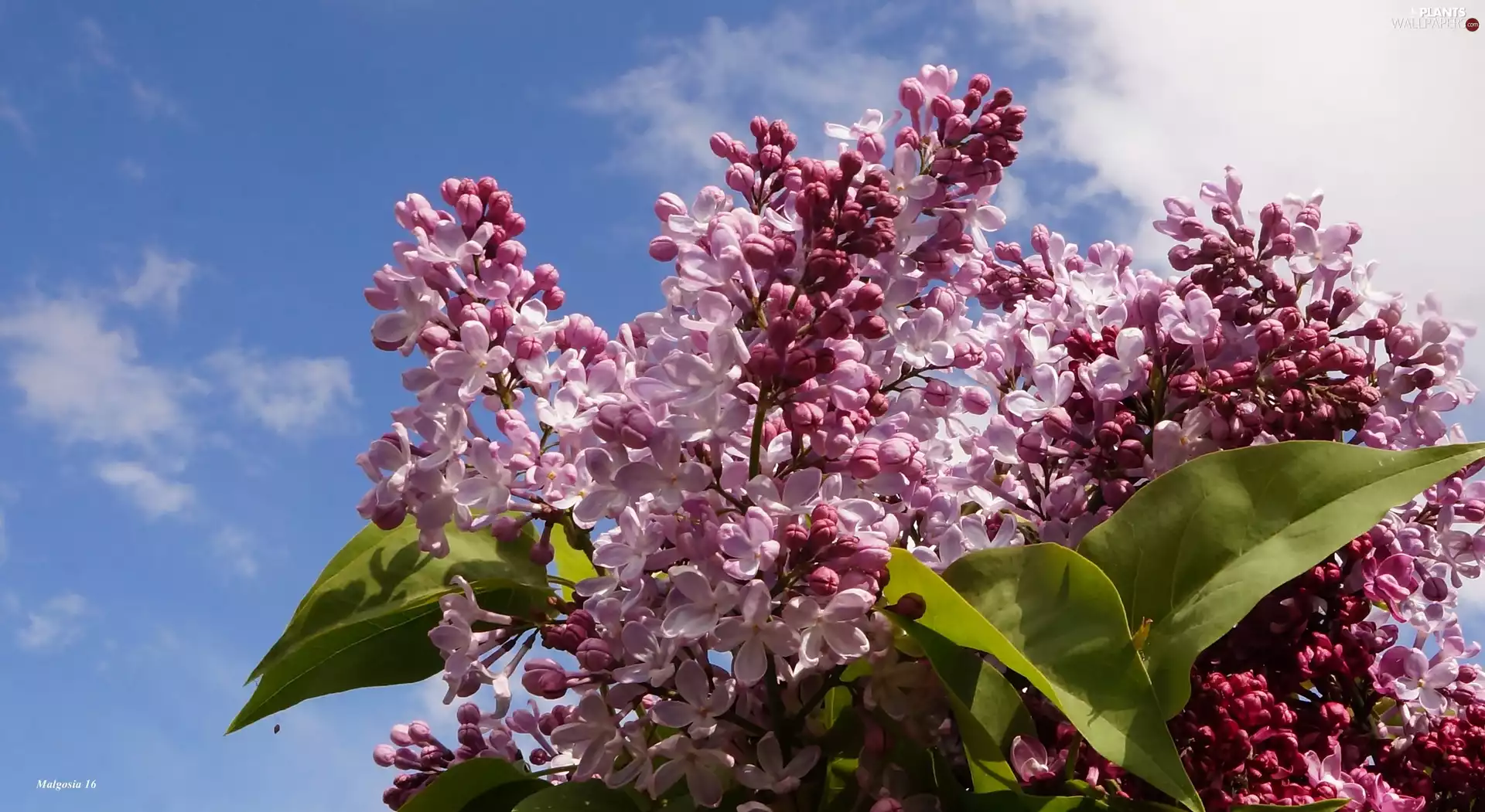 flower, Twigs, Sky, without
