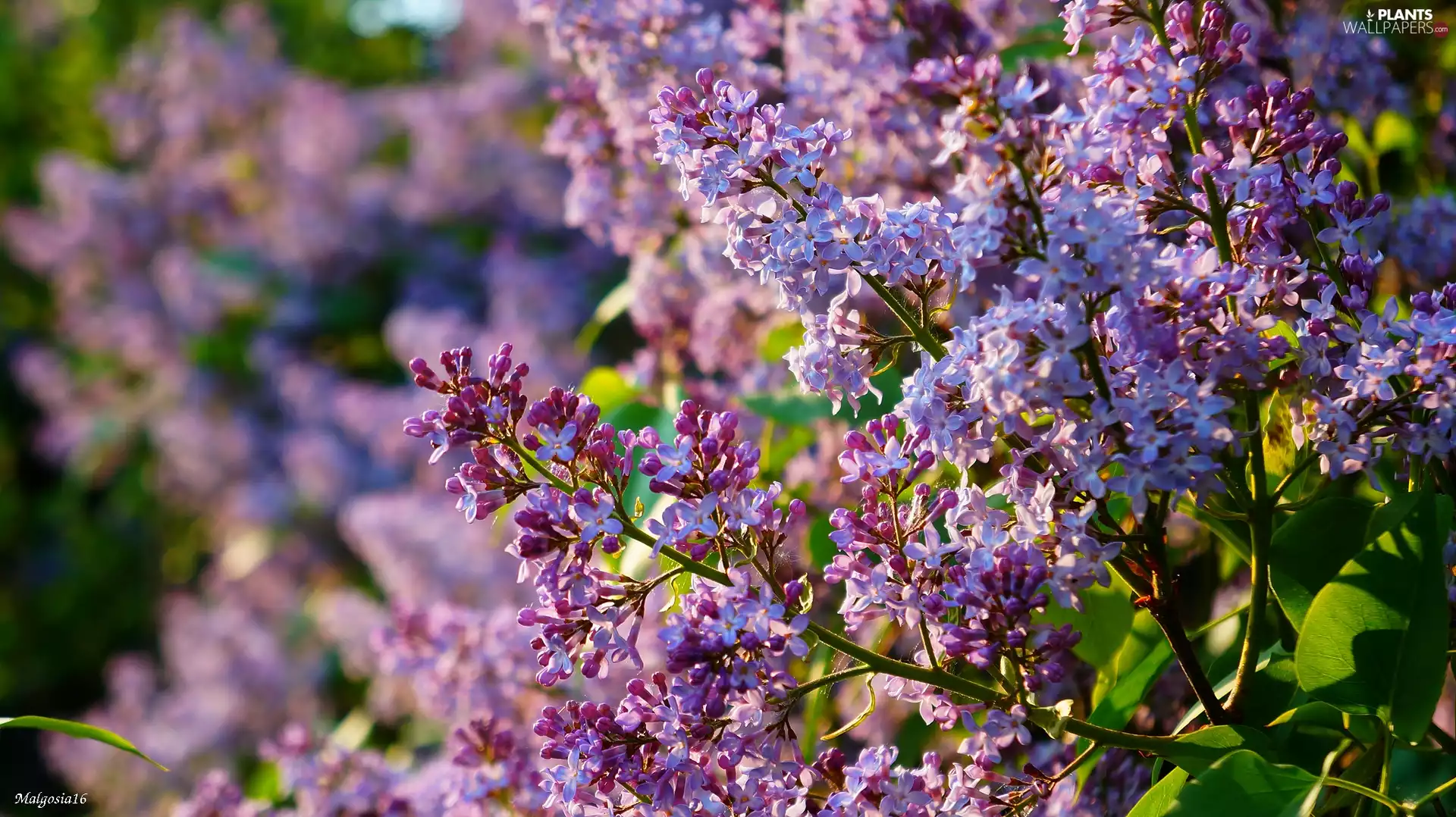 without, twig, flower