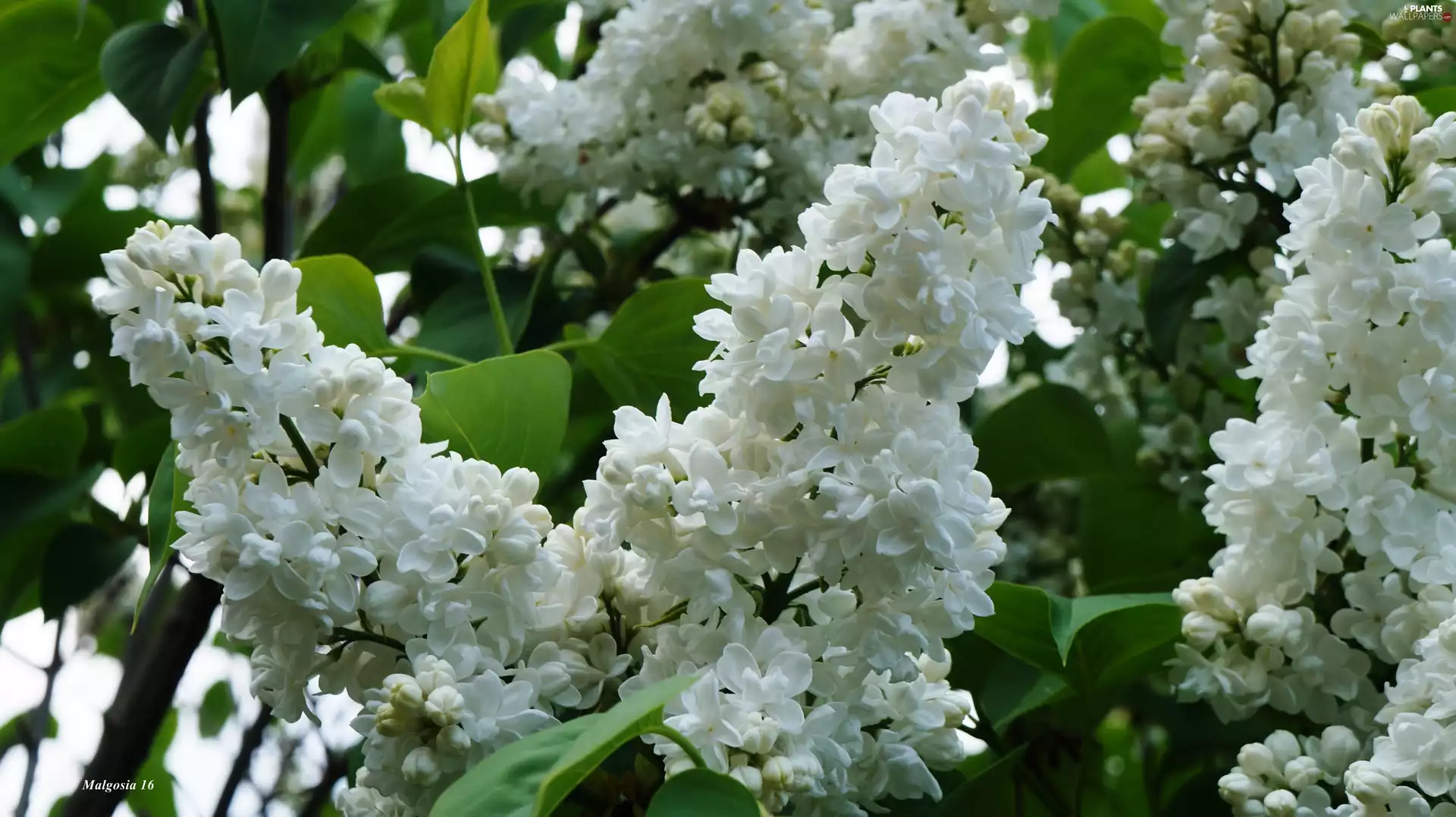 without, White, flower