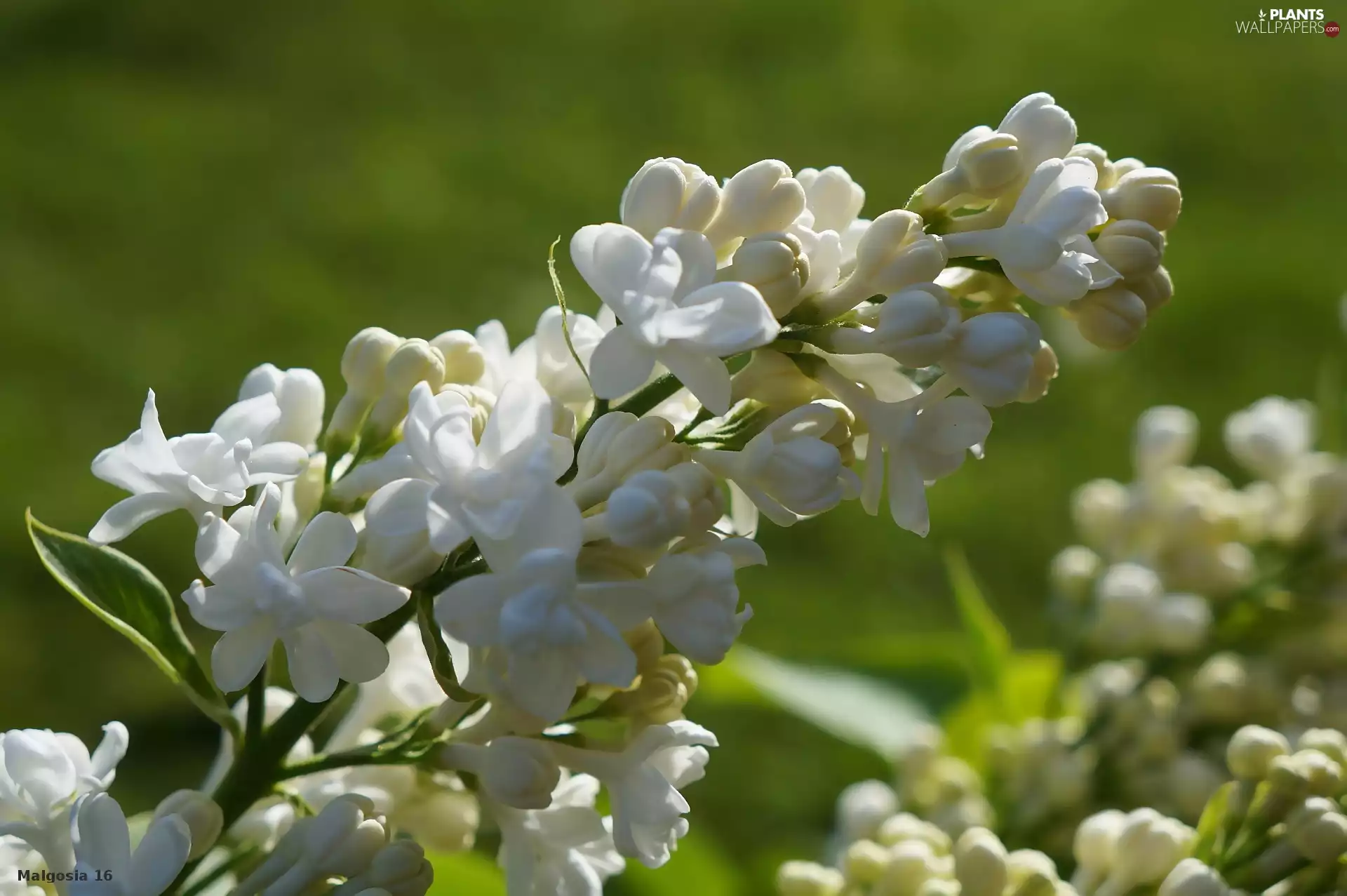 without, White, flower