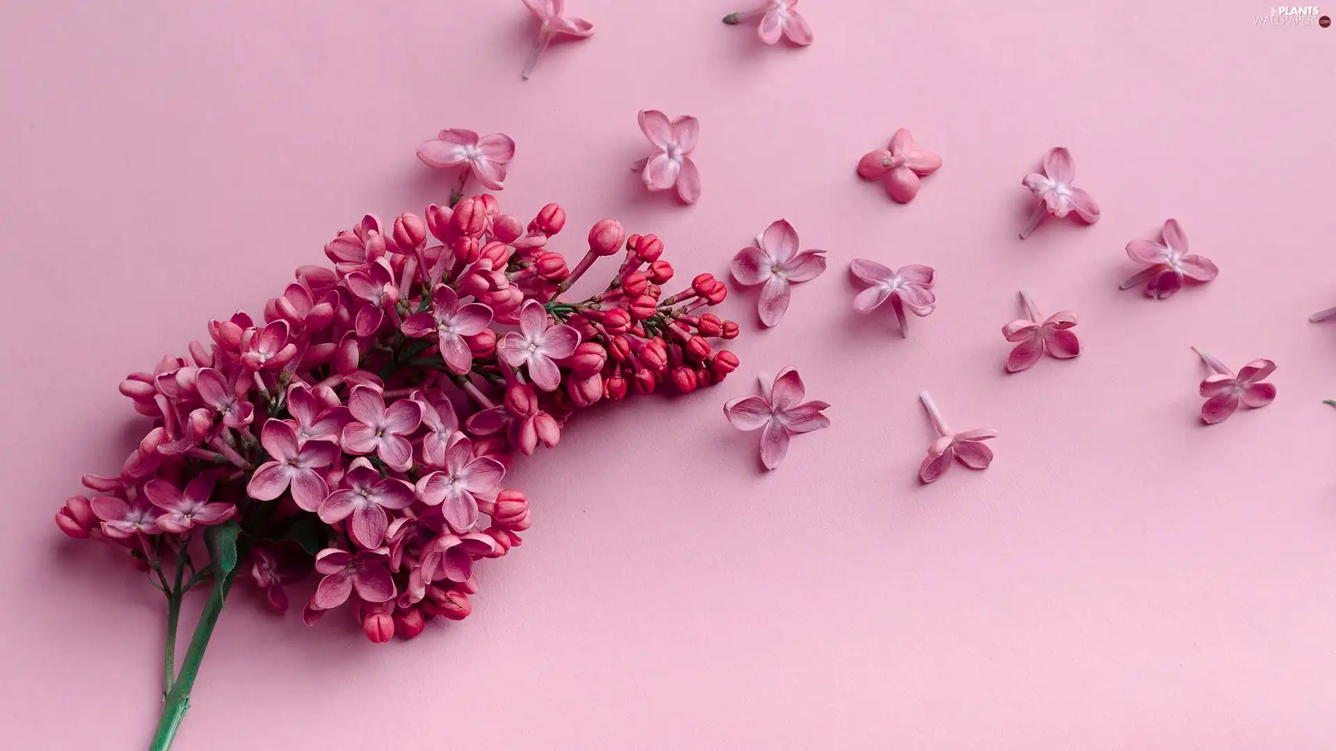 Flowers, Pink, background, without