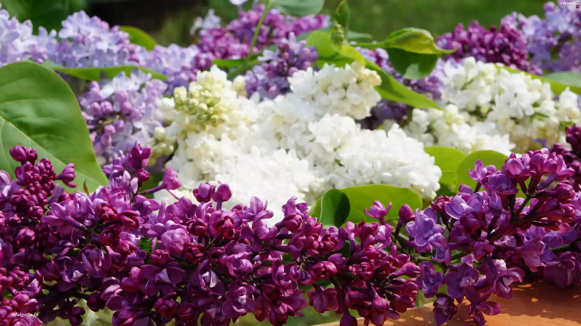 without, color, Flowers