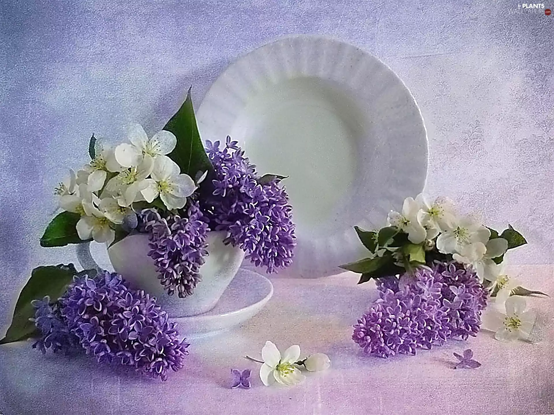 Flowers, plate, cup, without