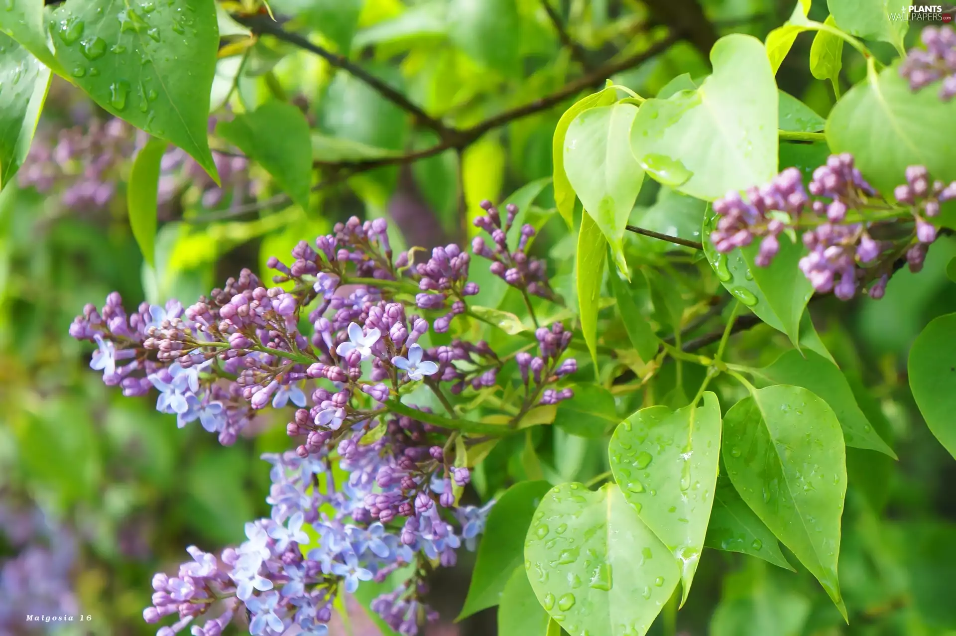 Flowers, Leaf, drops, without
