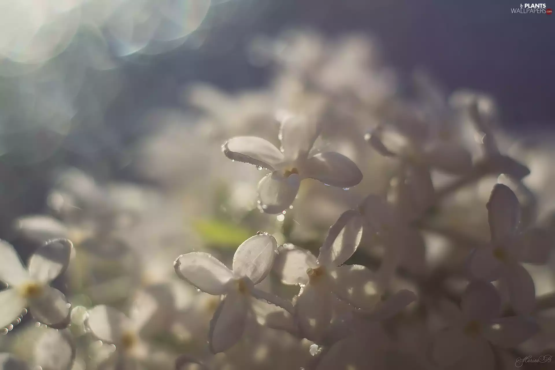 Flowers, White, drops, without