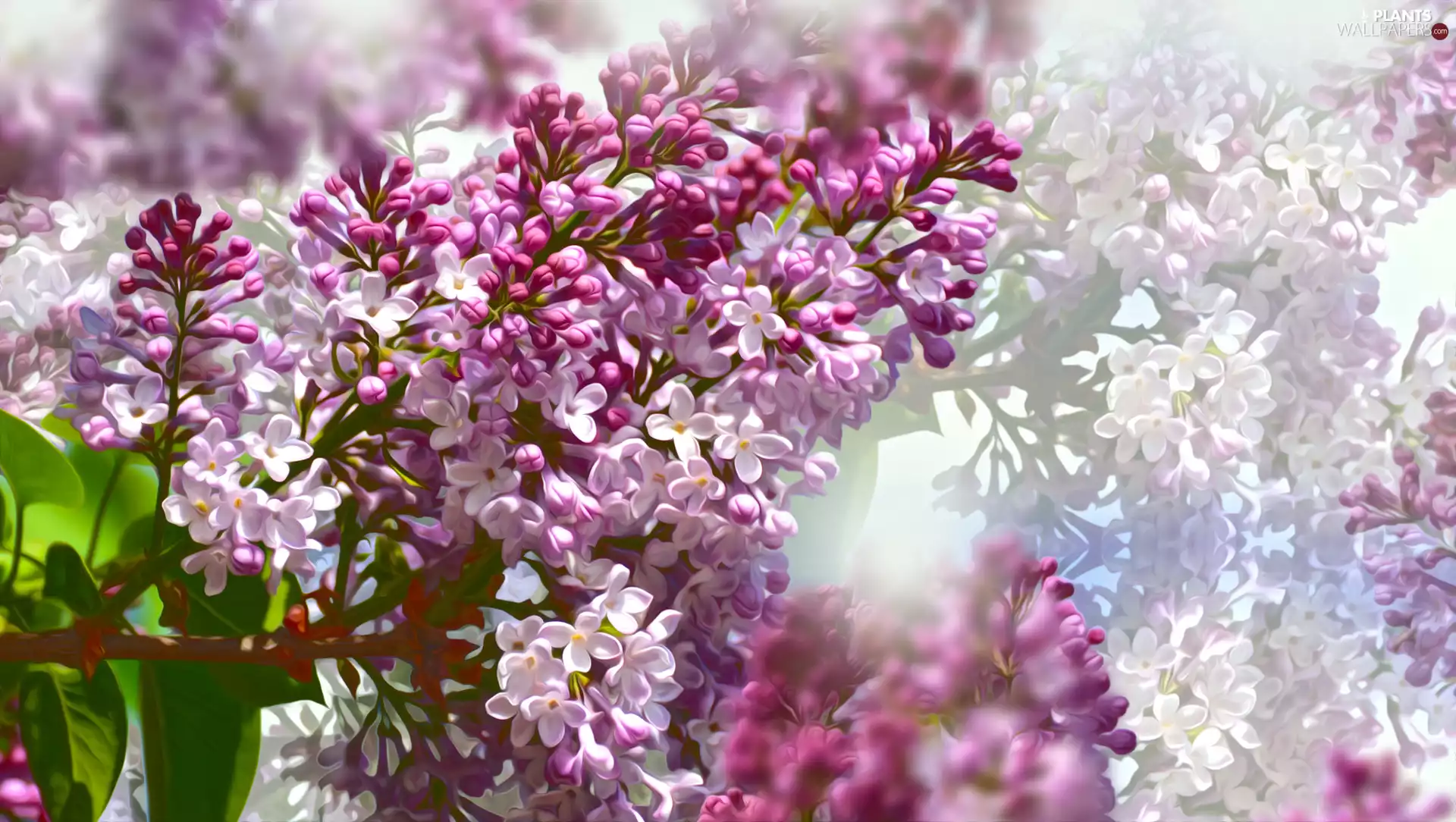 Flowers, twig, graphics, without